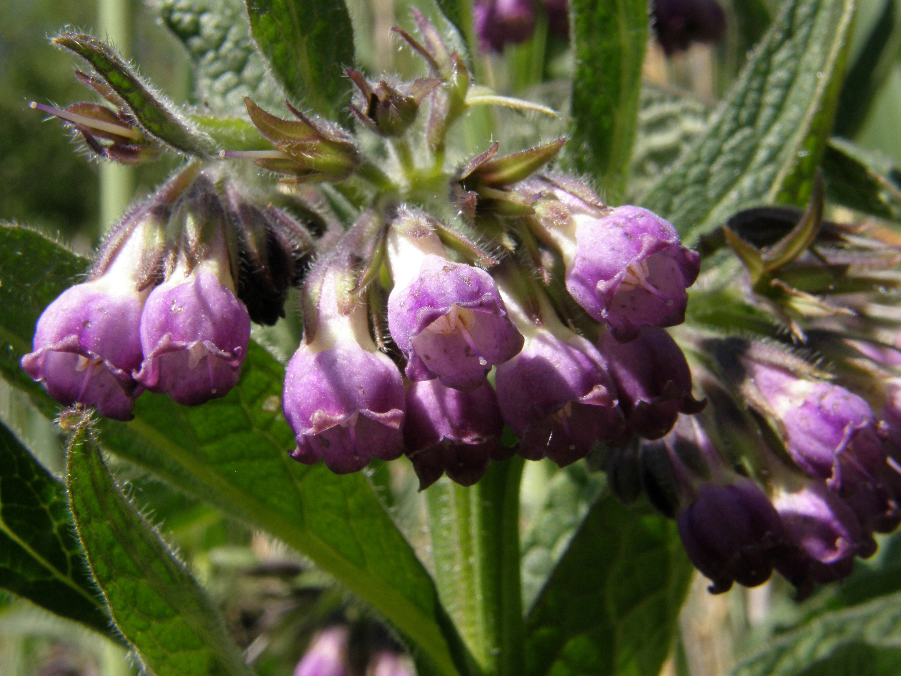 Gewöhnlicher Beinwell / Symphytum officinale