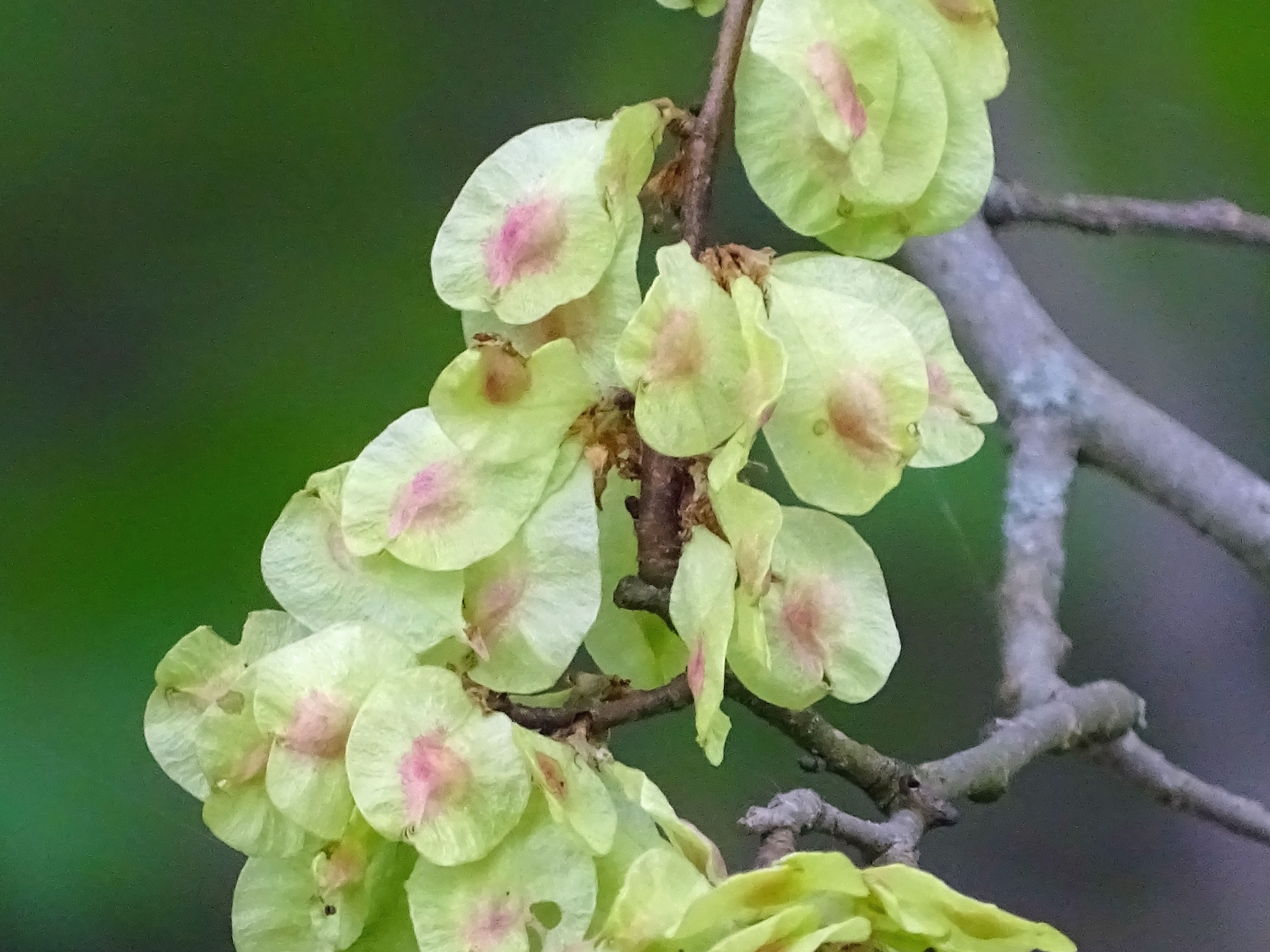 Berg-Ulme / Ulmus glabra
