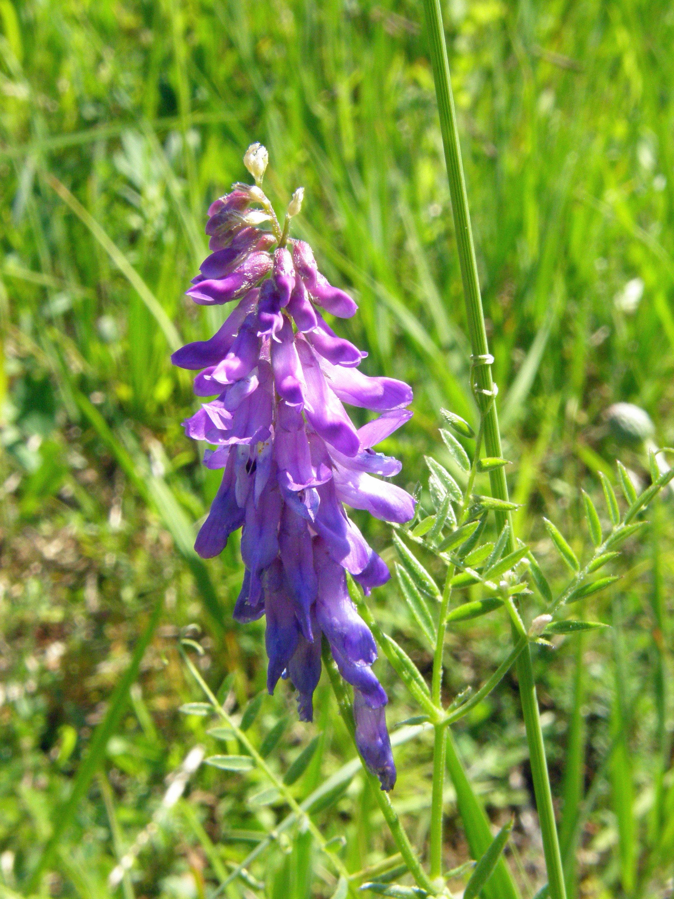 Vogel-Wicke / Vicia cracca