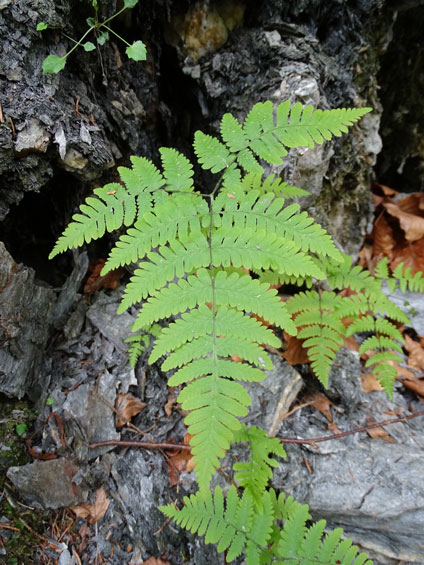 Eichenfarn / Gymnocarpium dryopteris