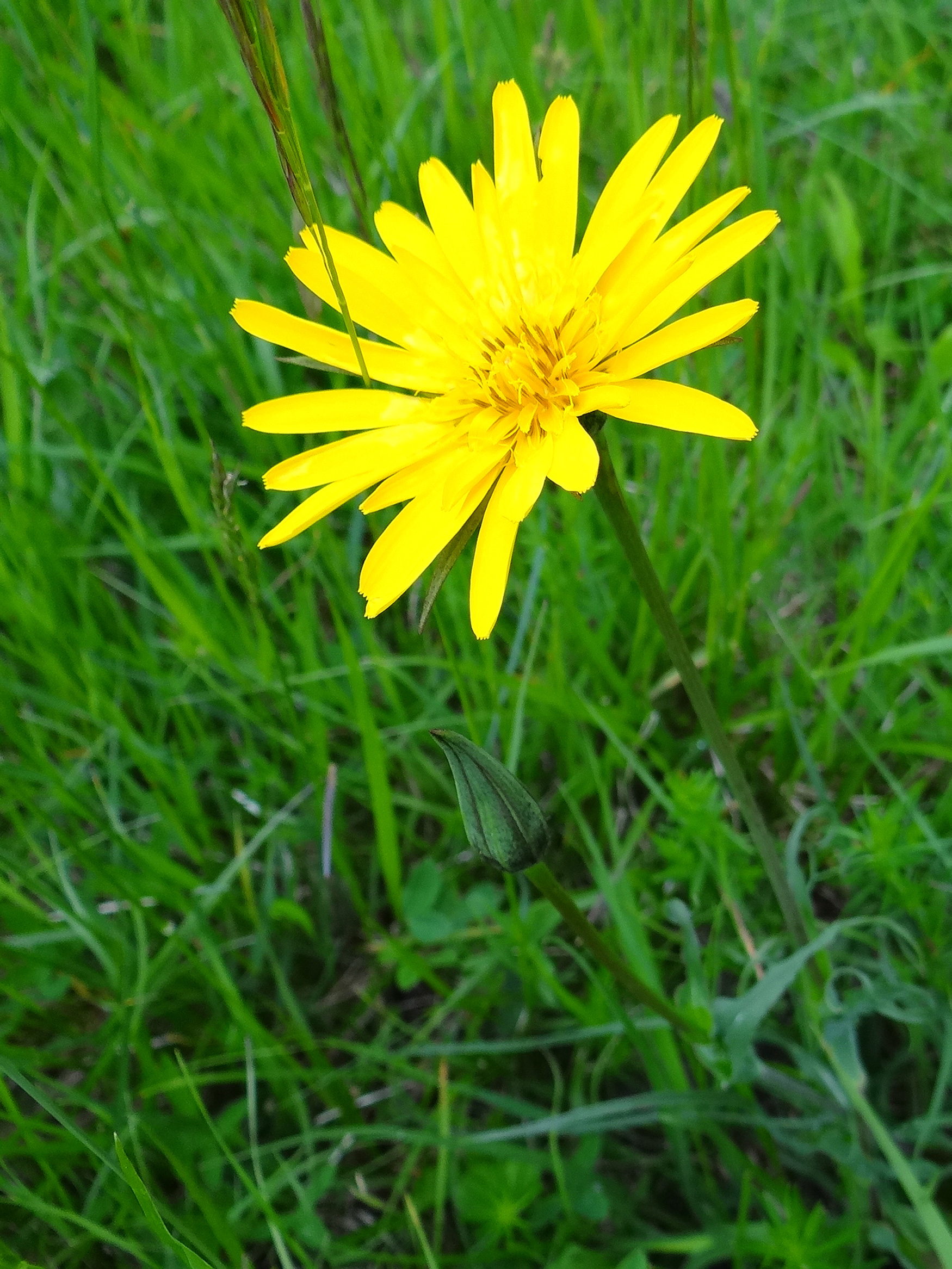 Wiesen-Bocksbart / Tragopogon pratense