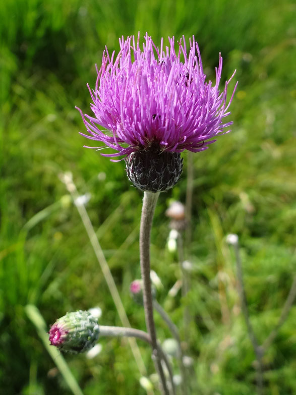 Knollige Kratzdistel / Cirsium tuberosum