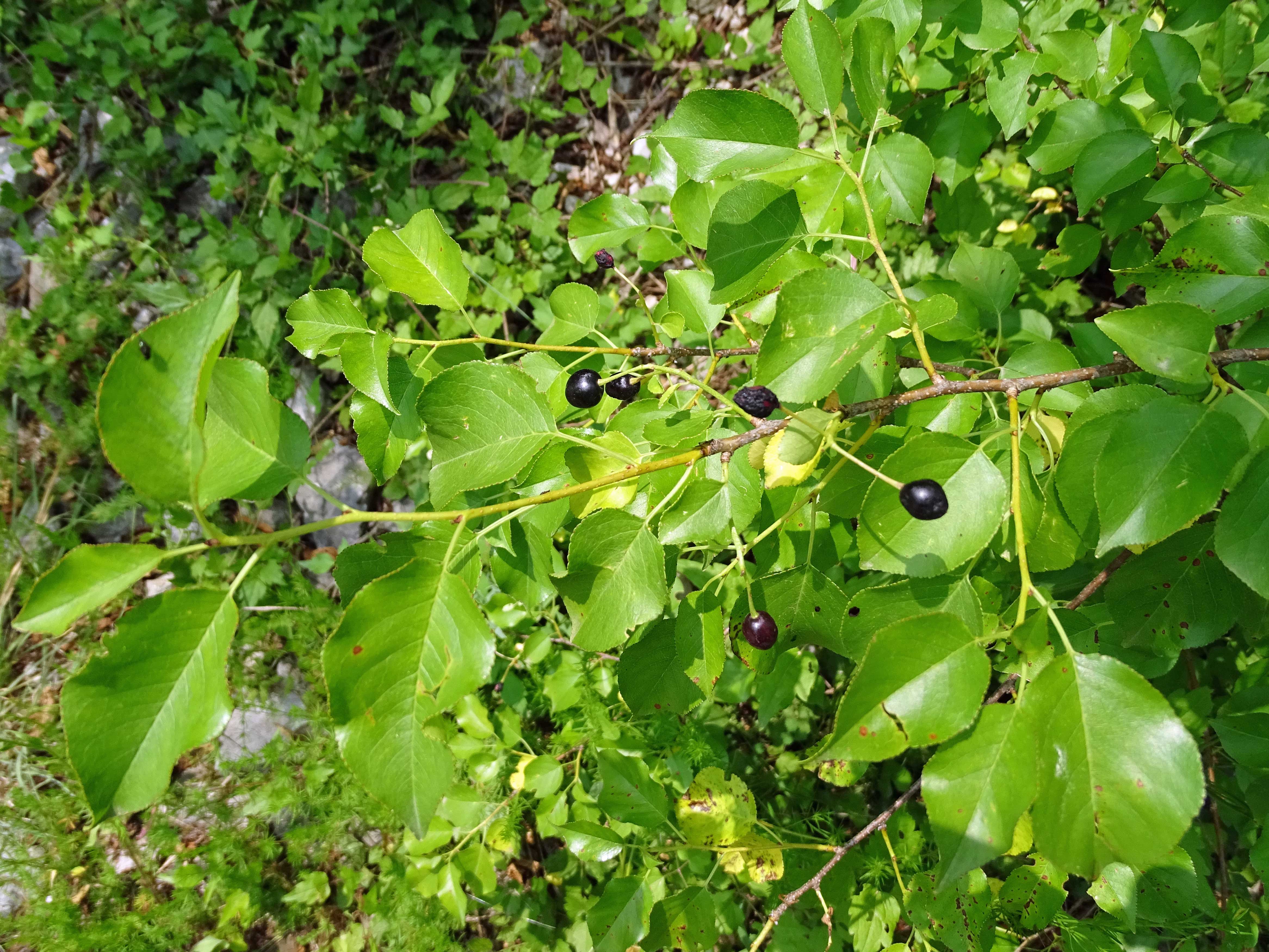 Steinweichsel / Prunus mahaleb