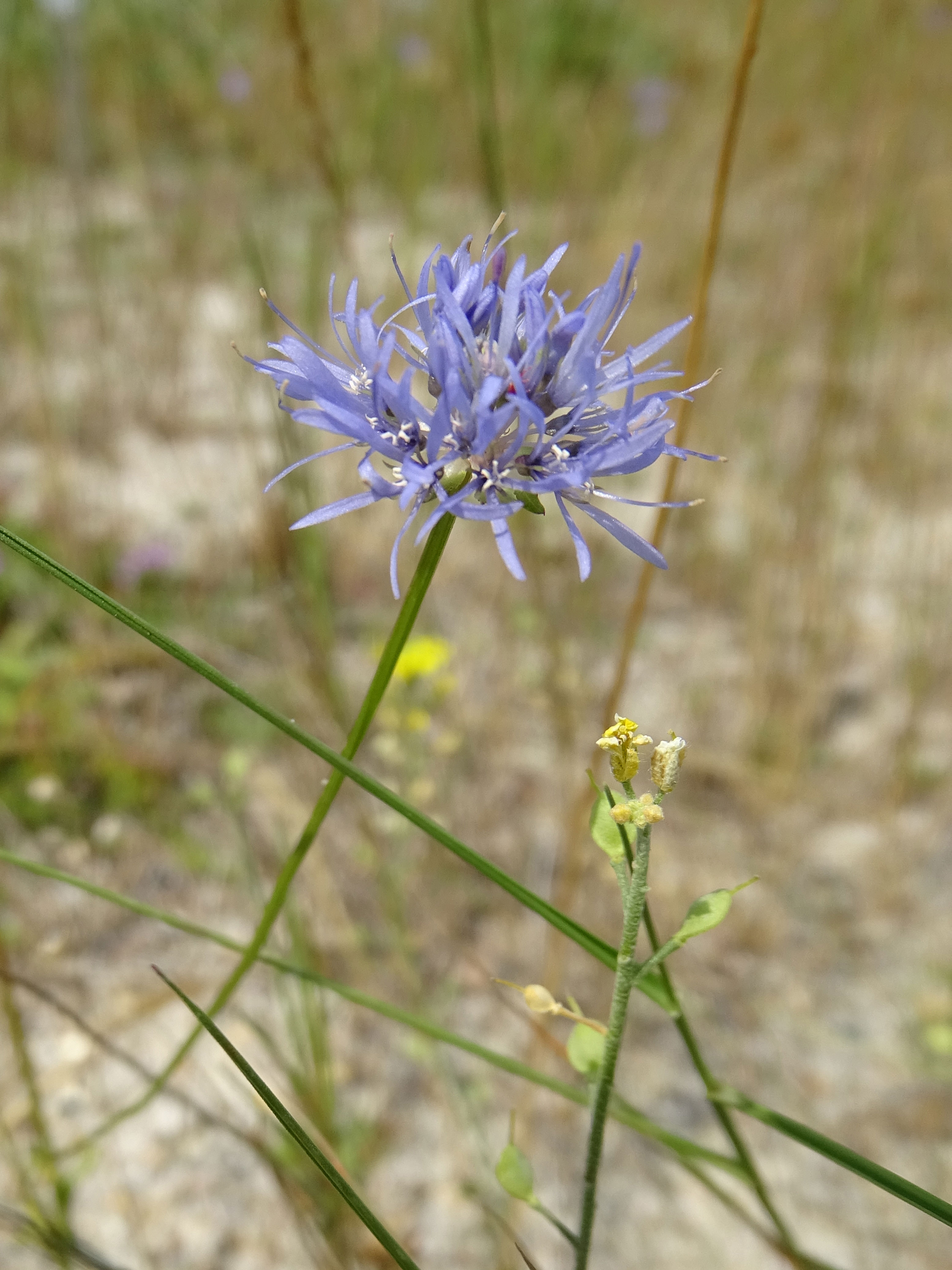 Berg-Sandglöckchen / Jasione montana