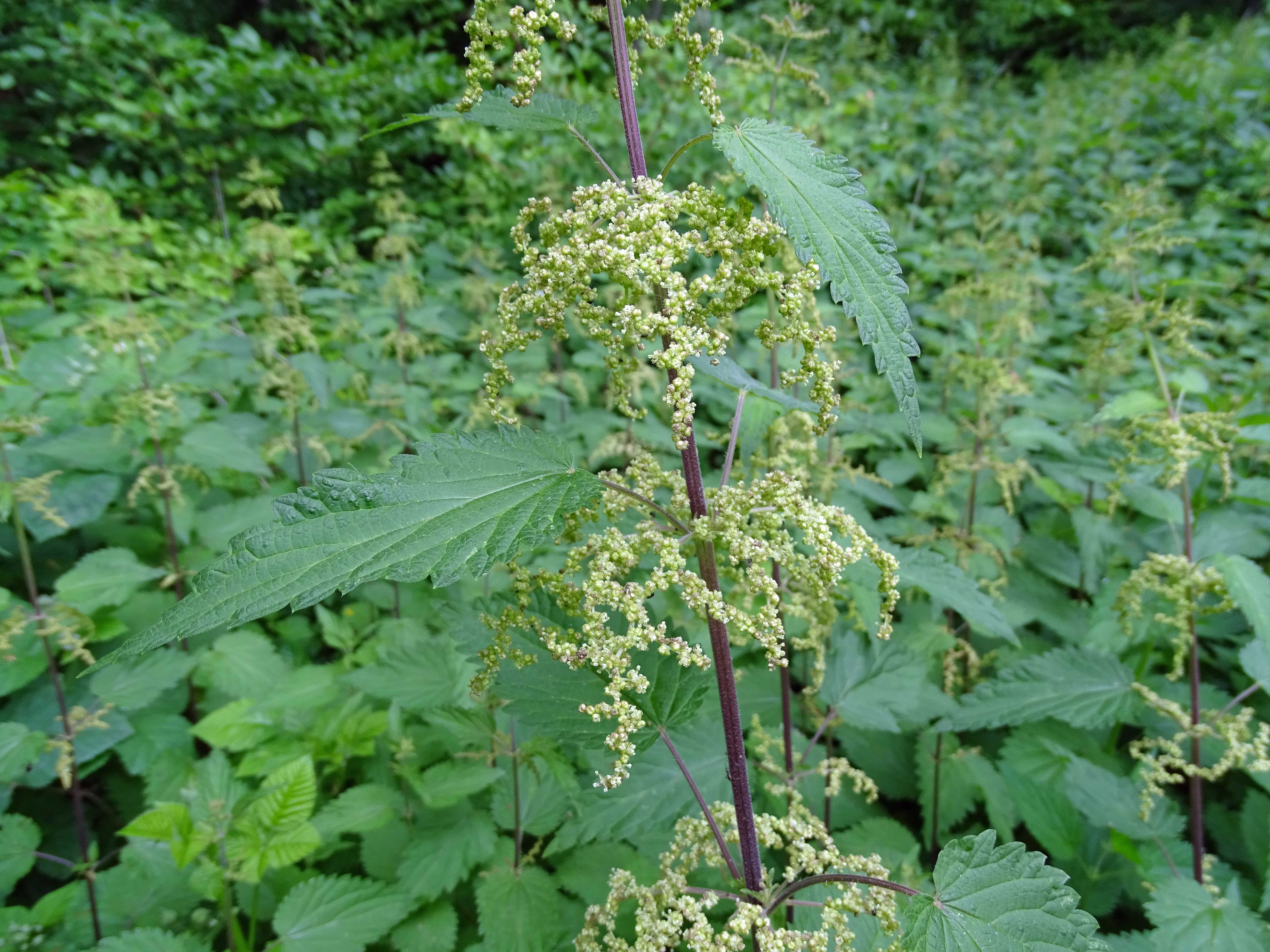 Große Brennnessel / Urtica dioica