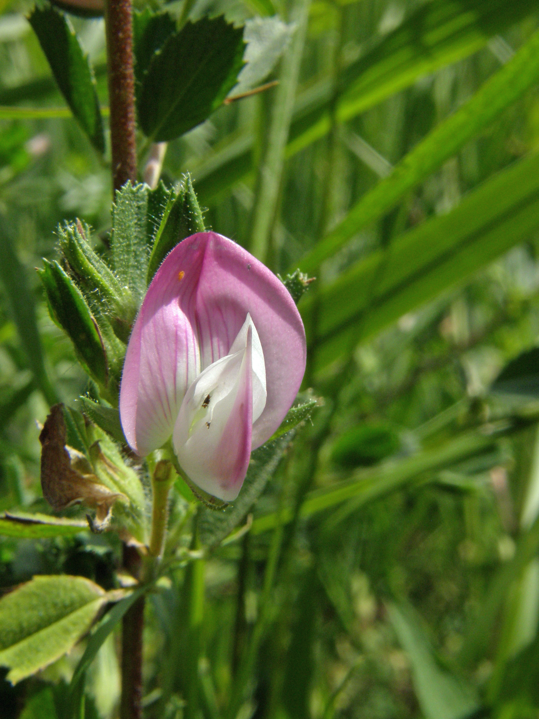 Kriechende Hauhechel / Ononis repens