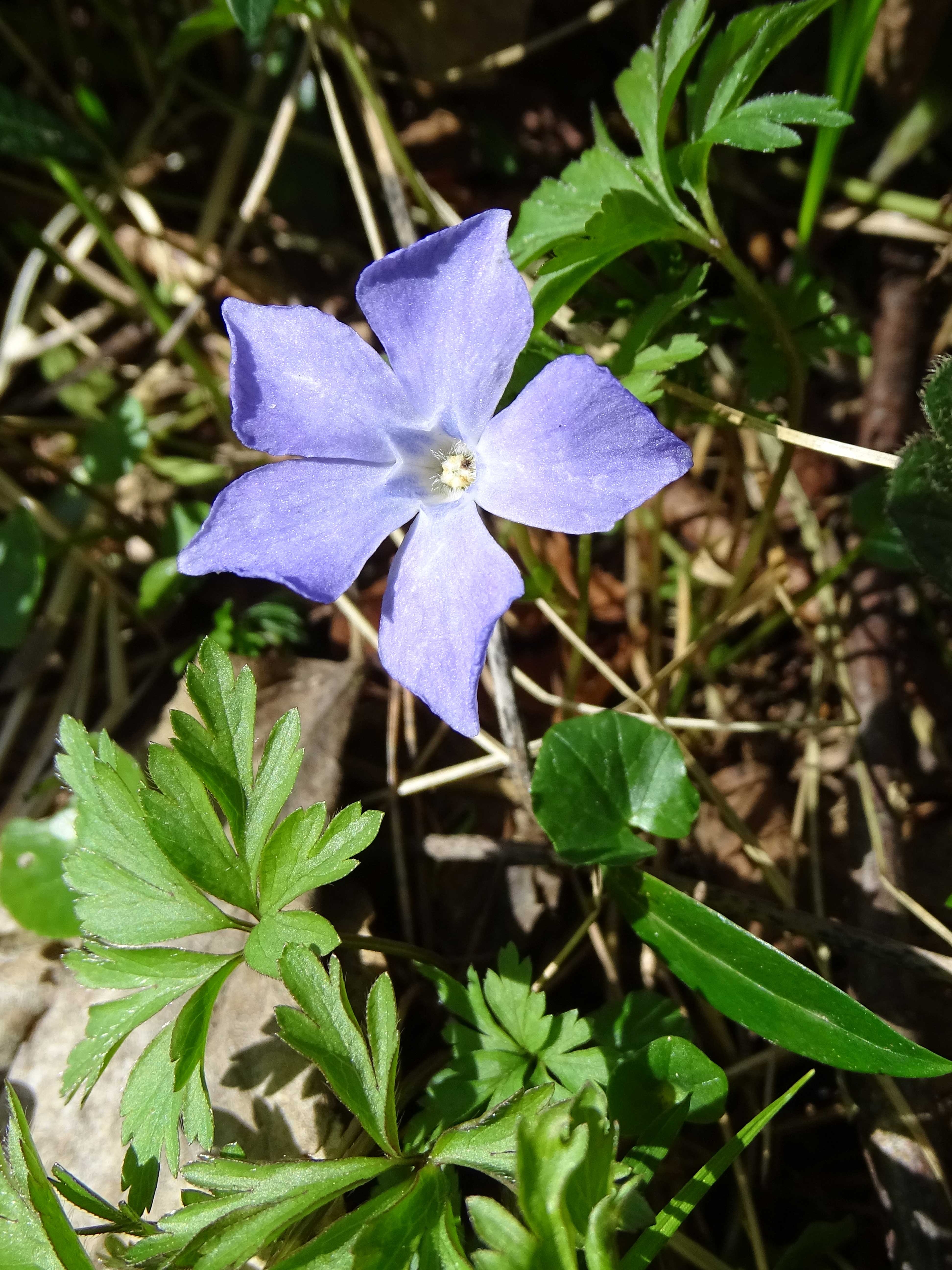 Kleines Immergrün / Vinca minor