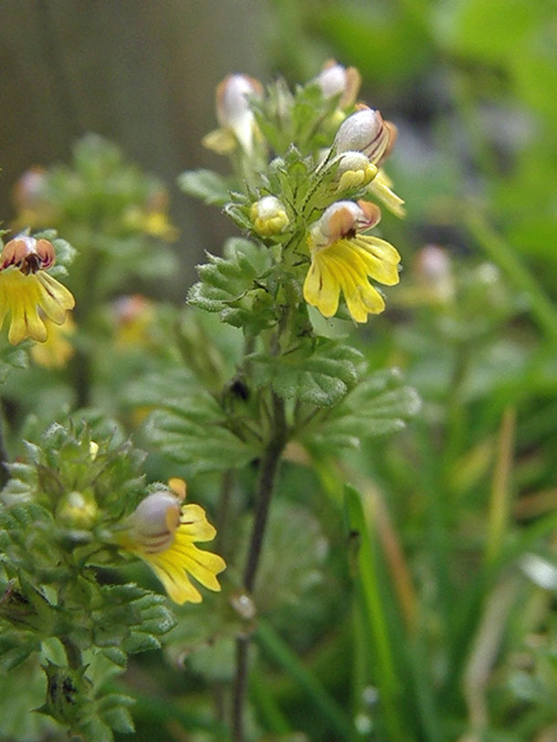 Zwerg-Augentrost / Euphrasia minima