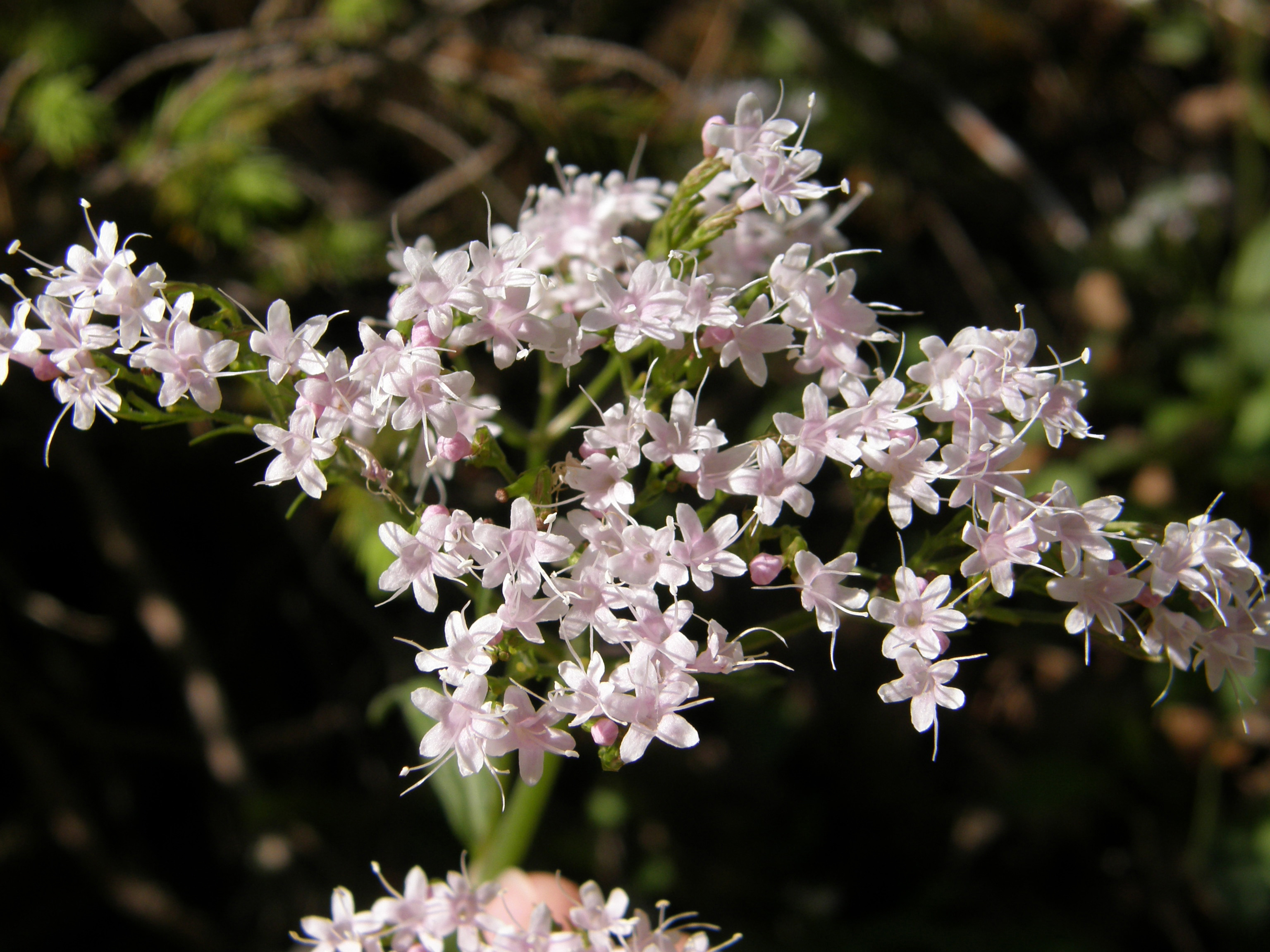 Arznei-Baldrian / Valeriana officinalis