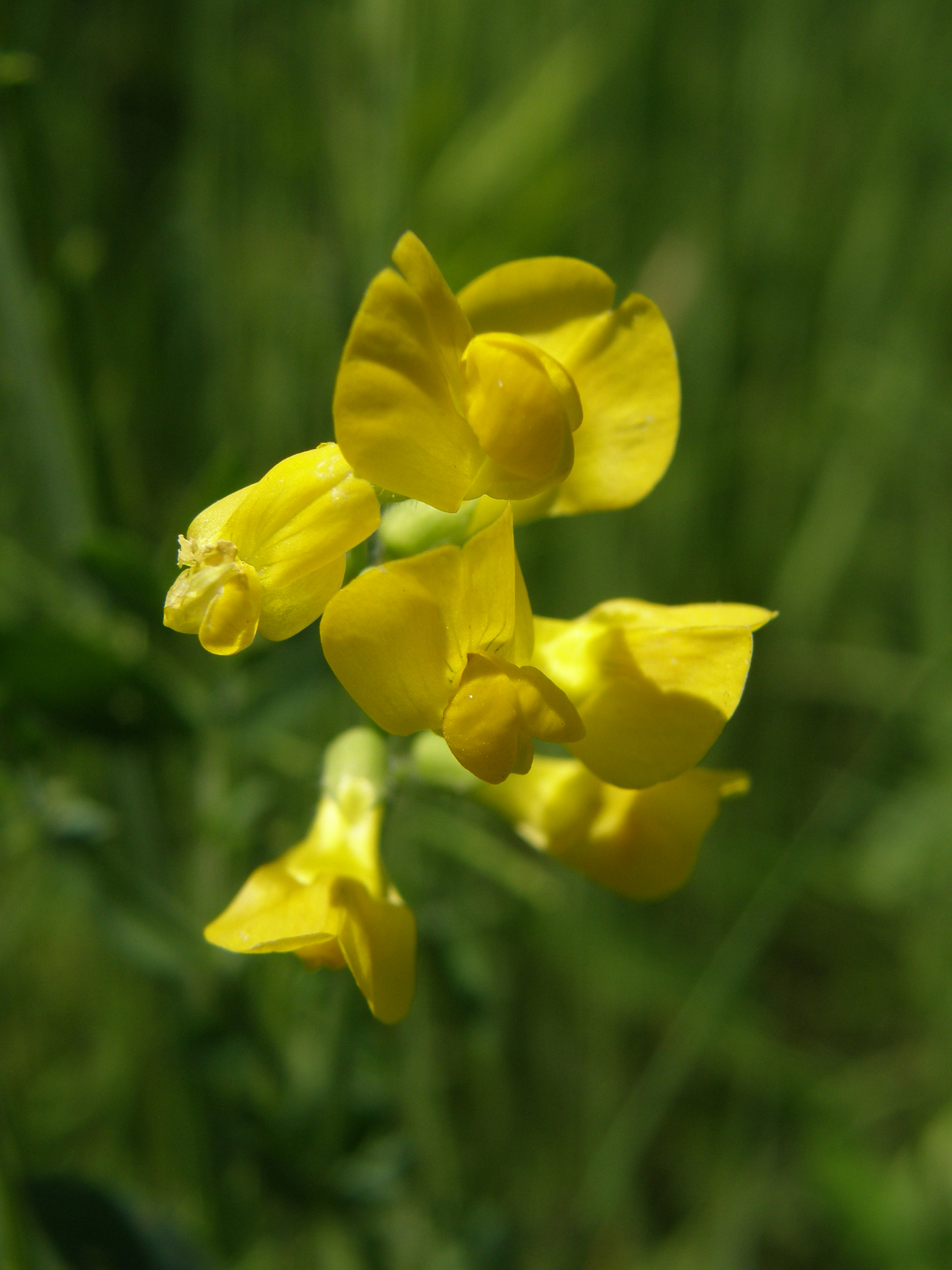 Wiesen-Platterbse / Lathyrus pratensis