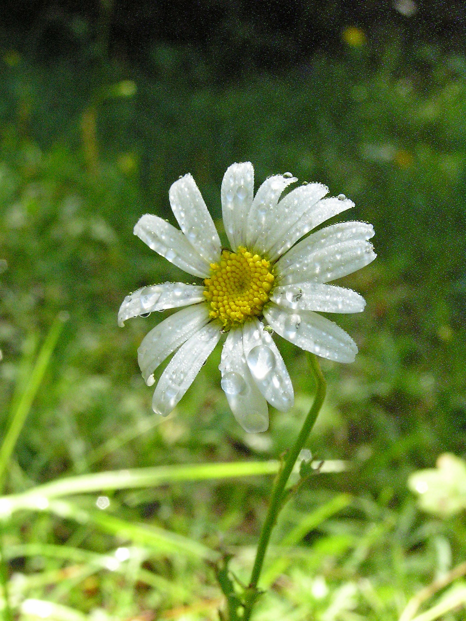 Wiesen-Margerite / Leucanthemum vulgare