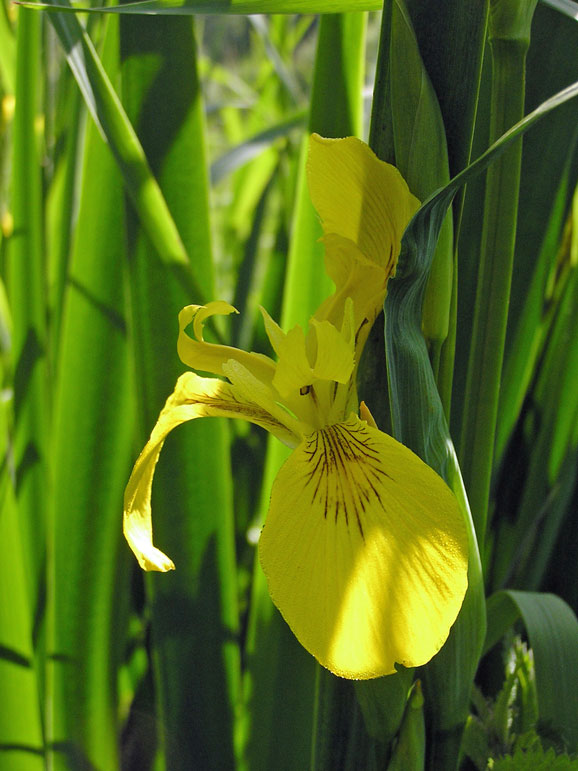 Sumpf-Schwertlilie / Iris pseudacorus