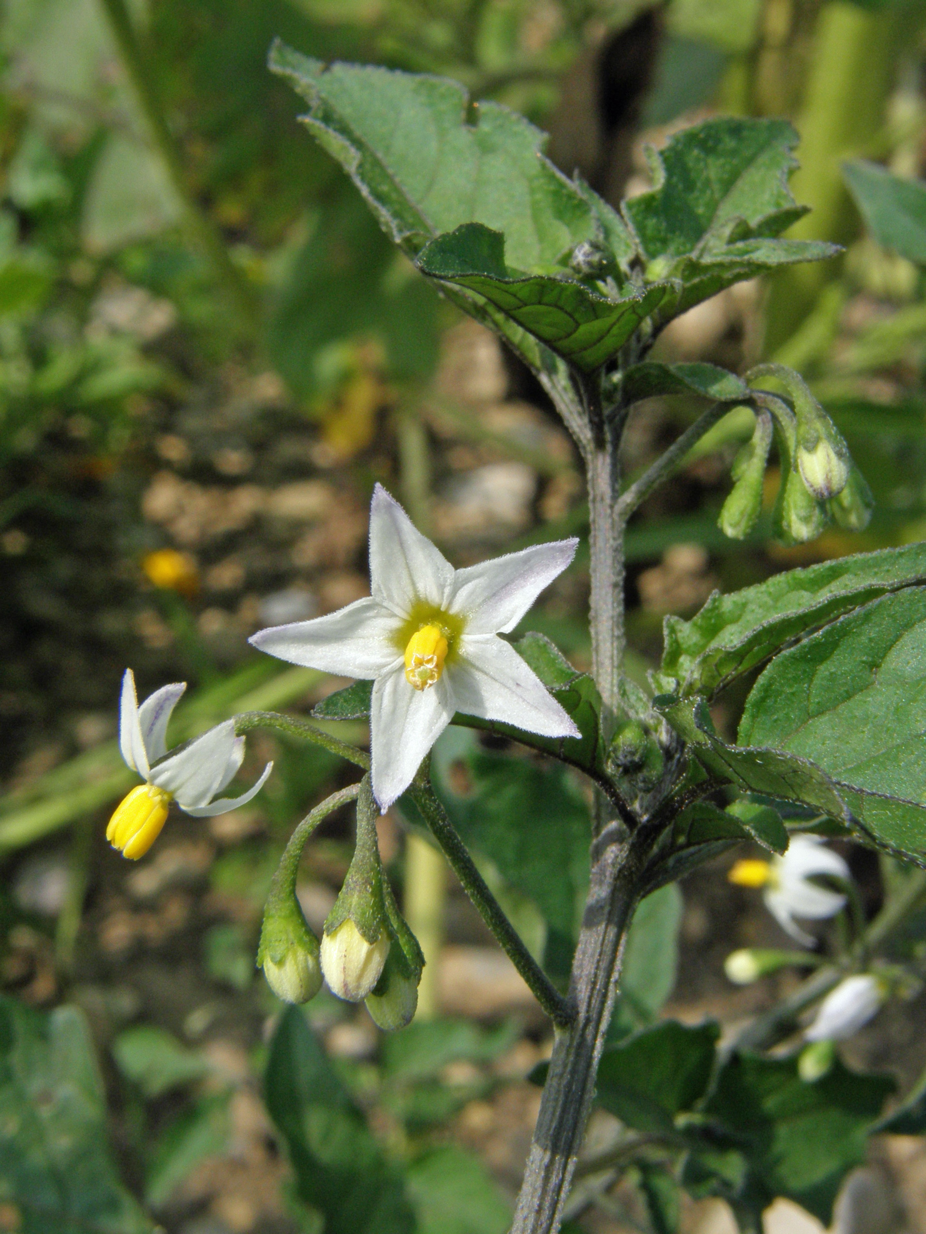 Schwarzer Nachtschatten / Solanum nigrum