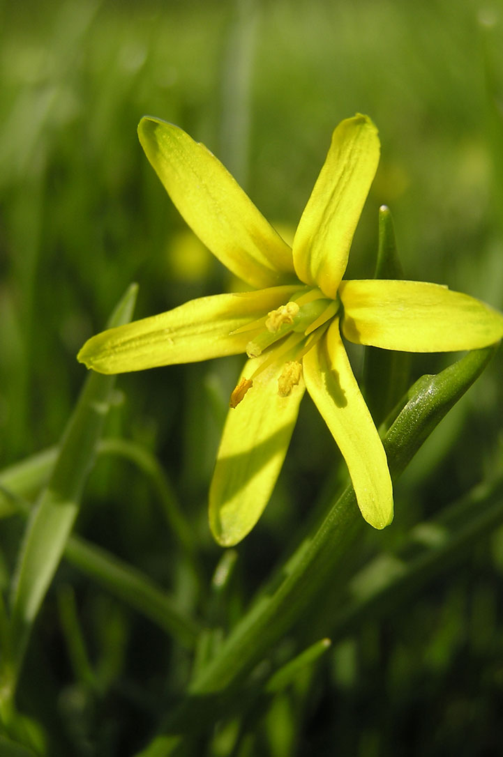 Gewöhnlicher Gelbstern / Gagea lutea