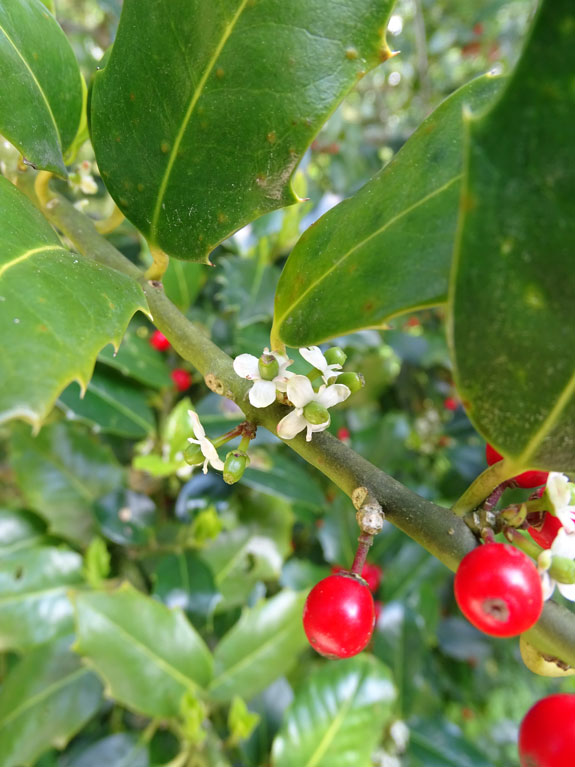 Stechpalme / Ilex aquifolium