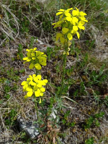 Wohlriechender Schöterich / Erysimum odoratum