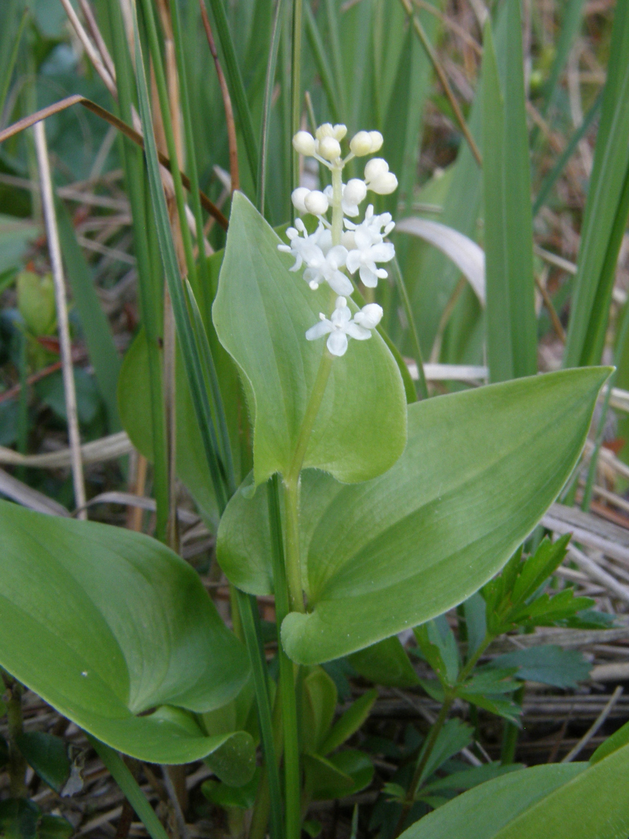 Schattenblume / Maianthemum bifolium