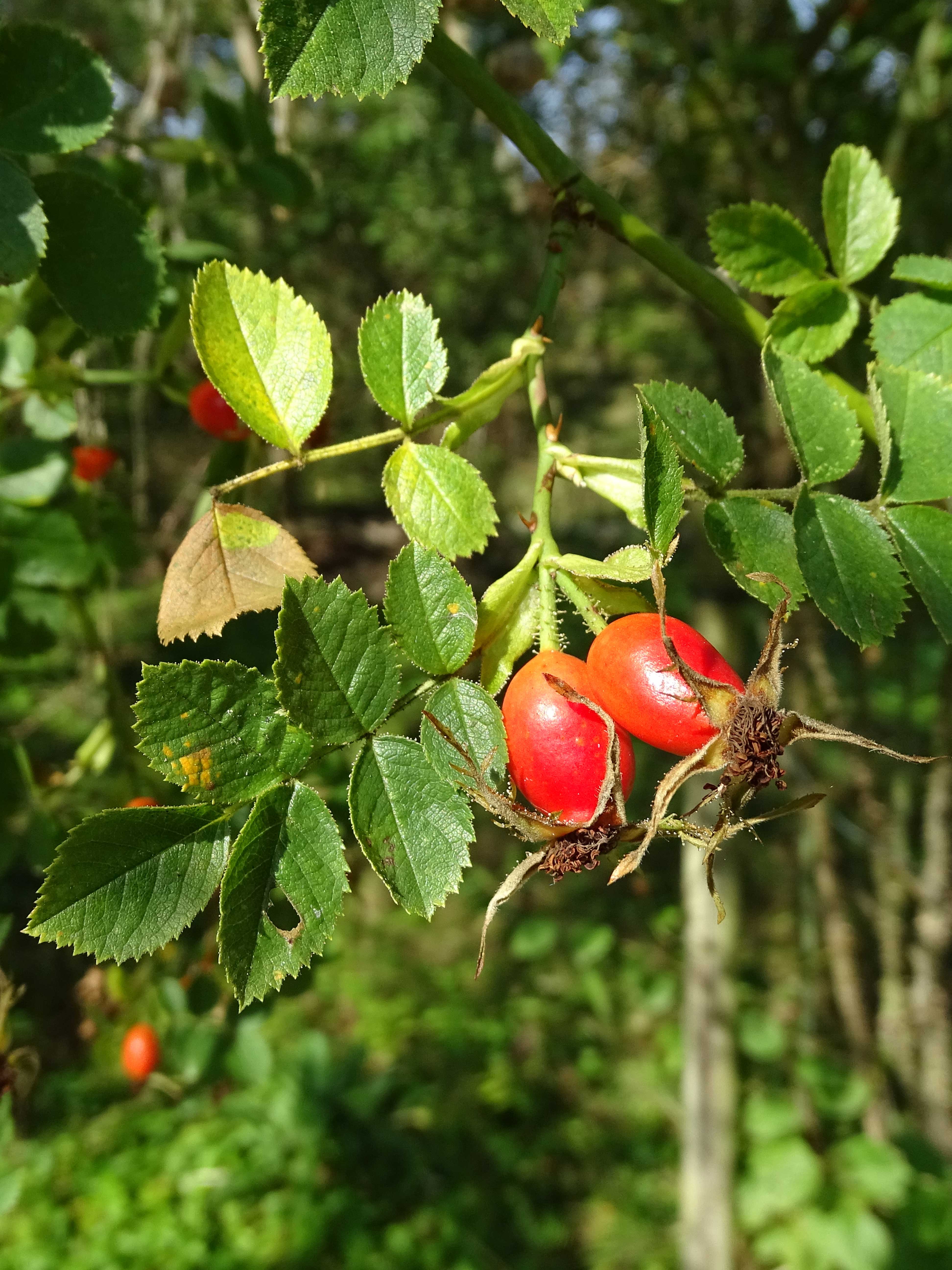 Wein-Rose / Rosa rubiginosa