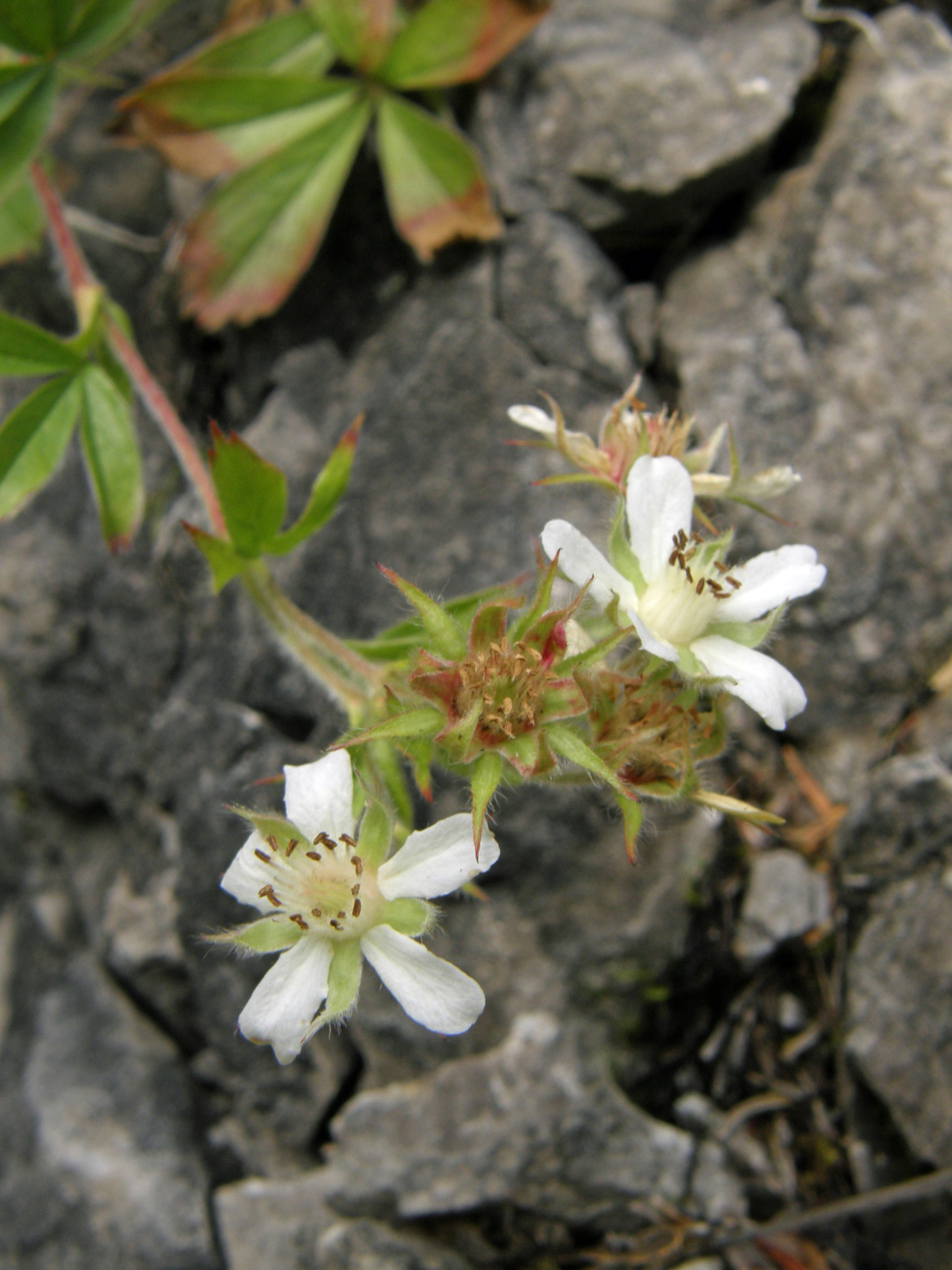 Stängel-Fingerkraut / Potentilla caulescens