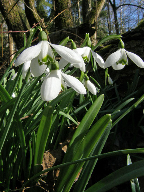 Schneeglöckchen / Galanthus nivalis