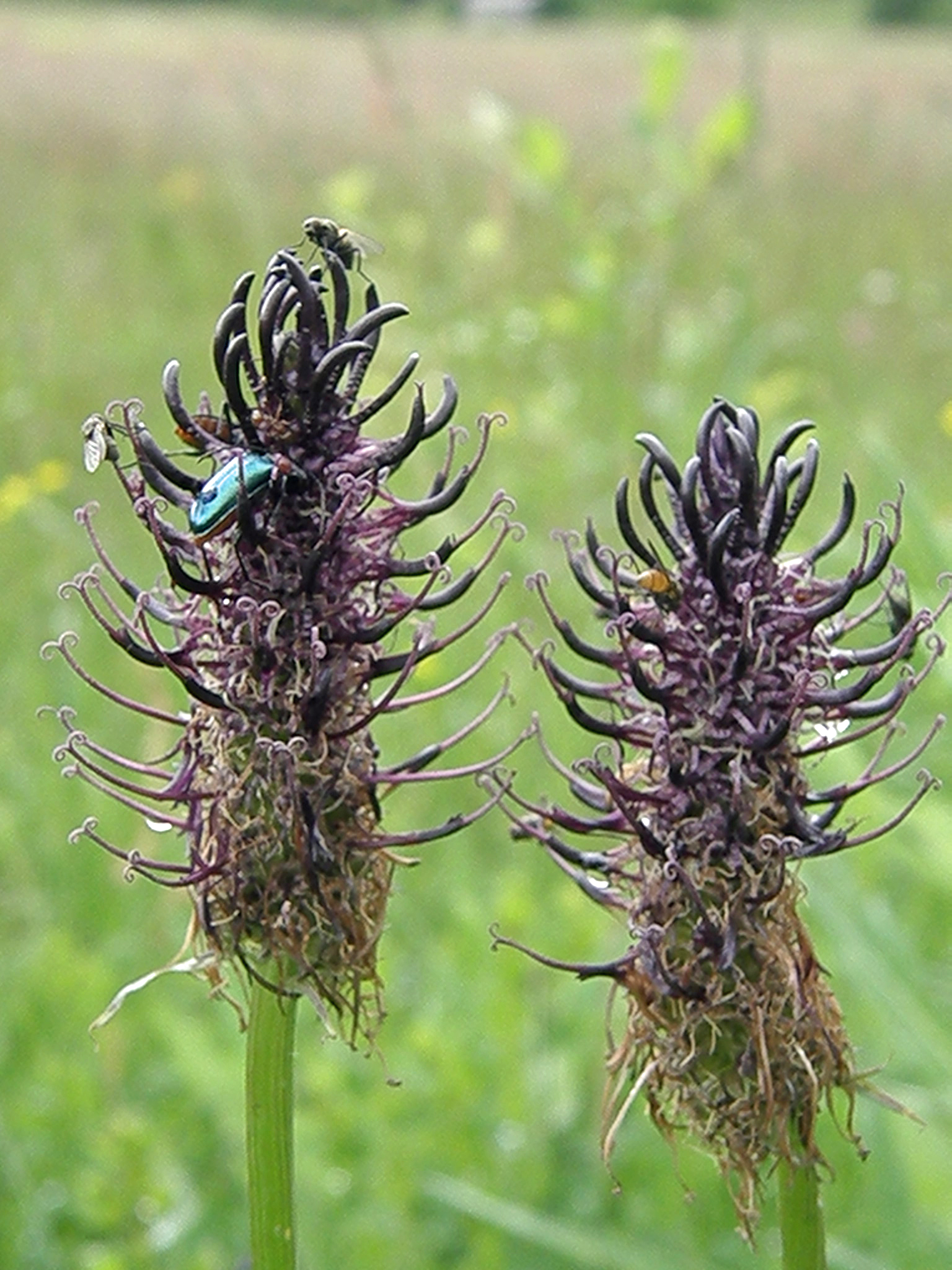 Schwarze Teufelskralle / Phyteuma nigrum