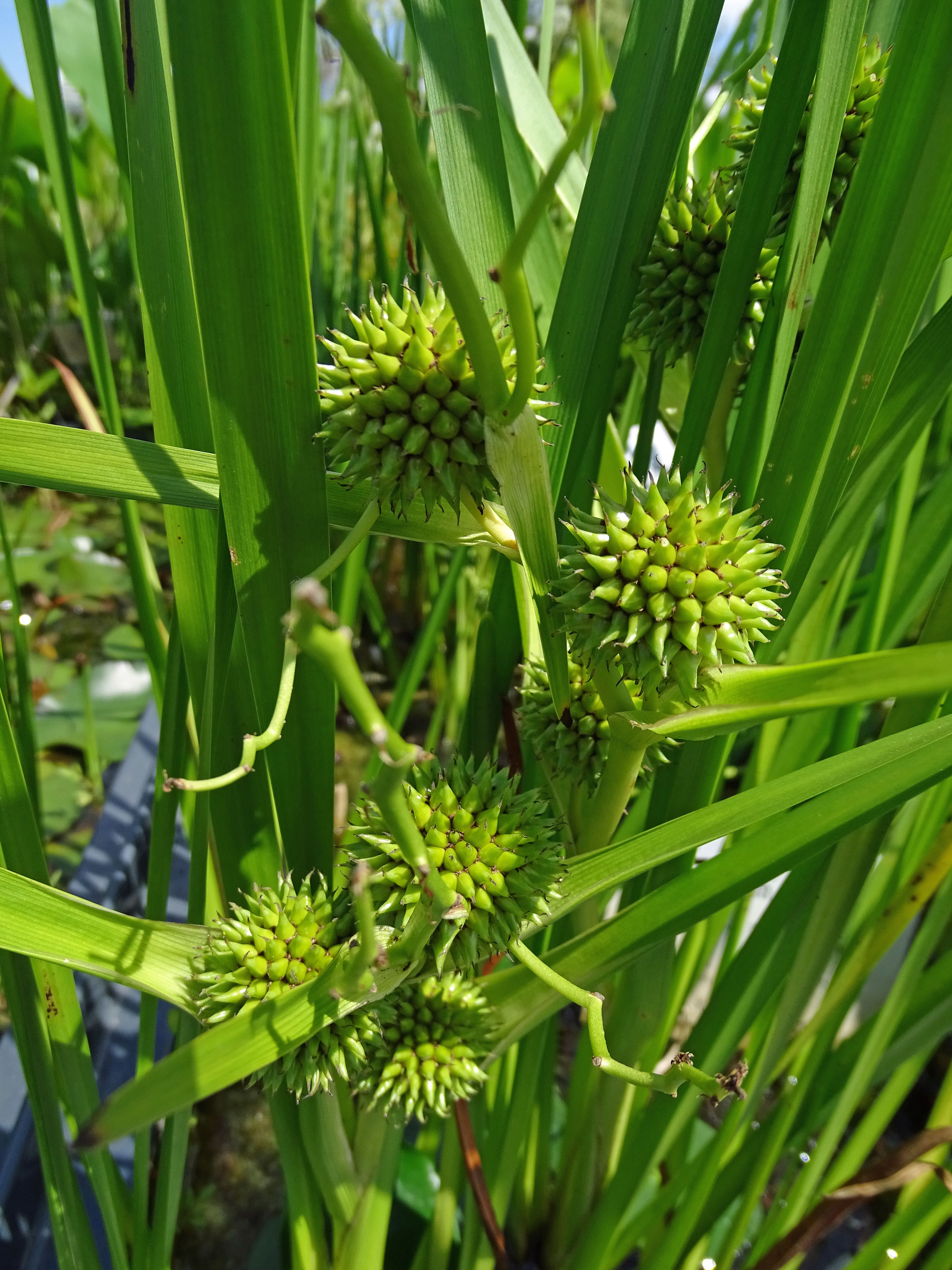 Ästiger Igelkolben / Sparganium erectum