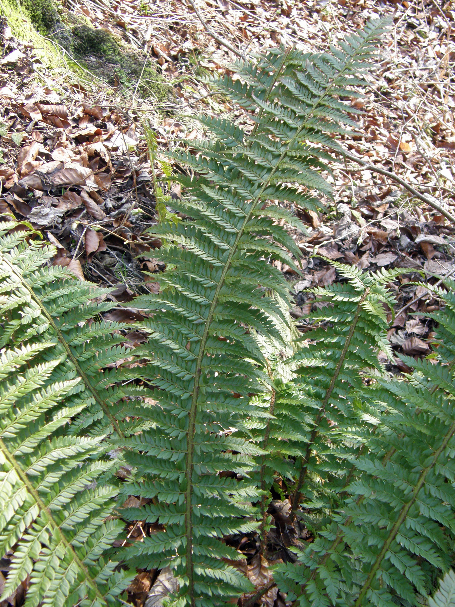 Gelappter Schildfarn / Polystichum aculeatum