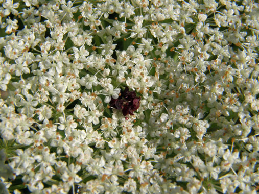 Gewöhnliche Möhre / Daucus caurota