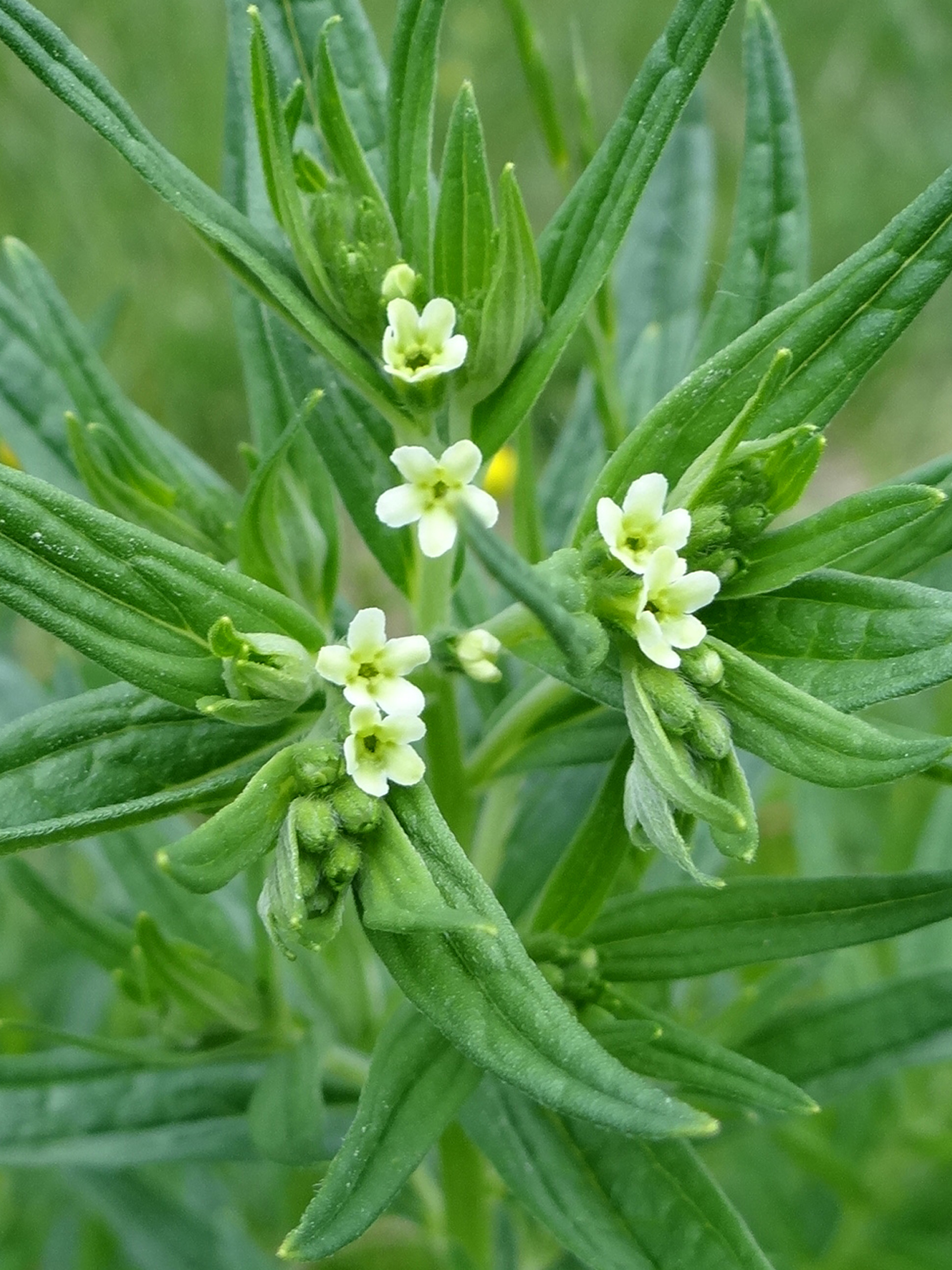 Echter Steinsame / Lithospermum officinale