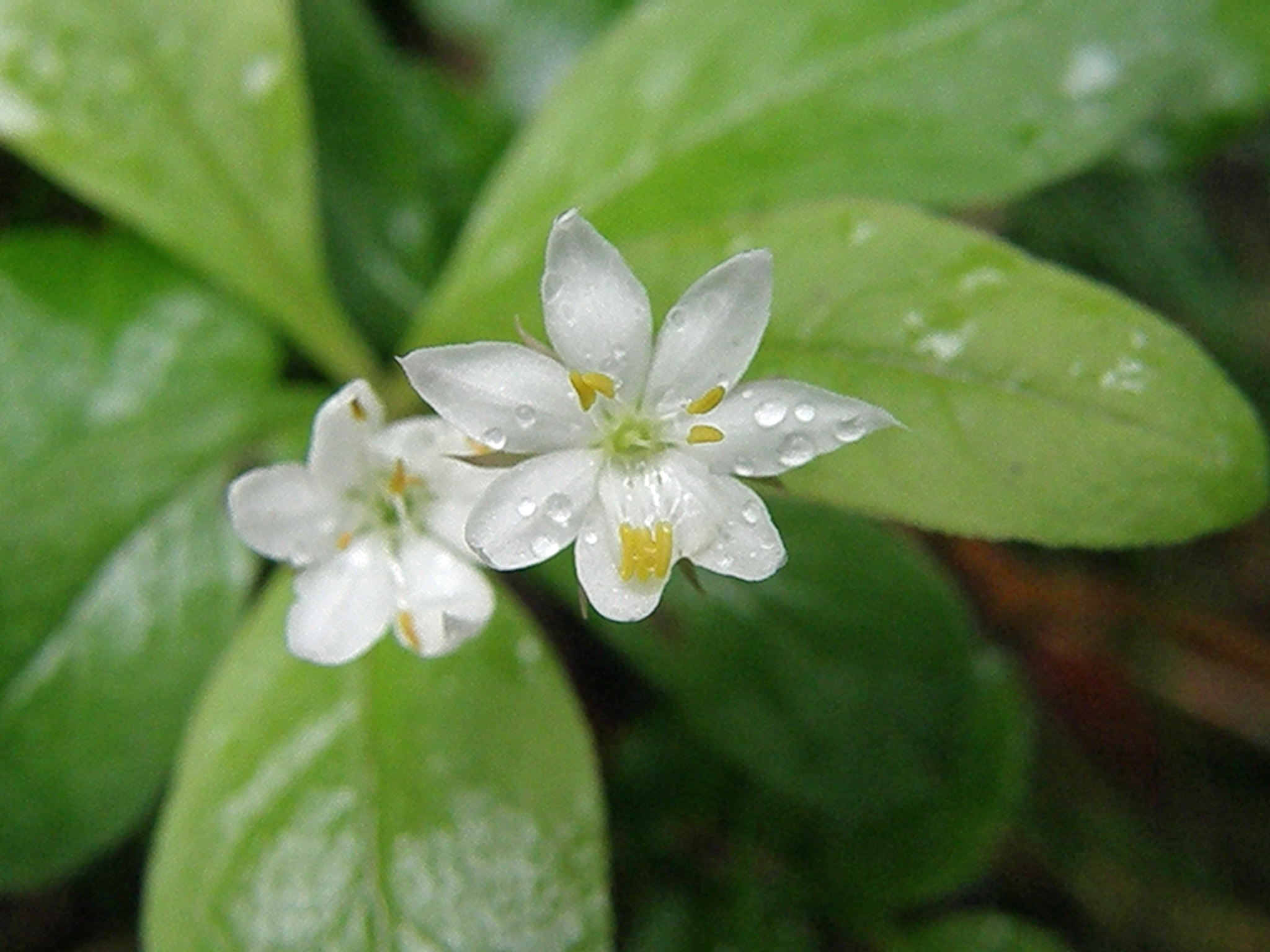 Europäischer Siebenstern / Lysimachia europaea