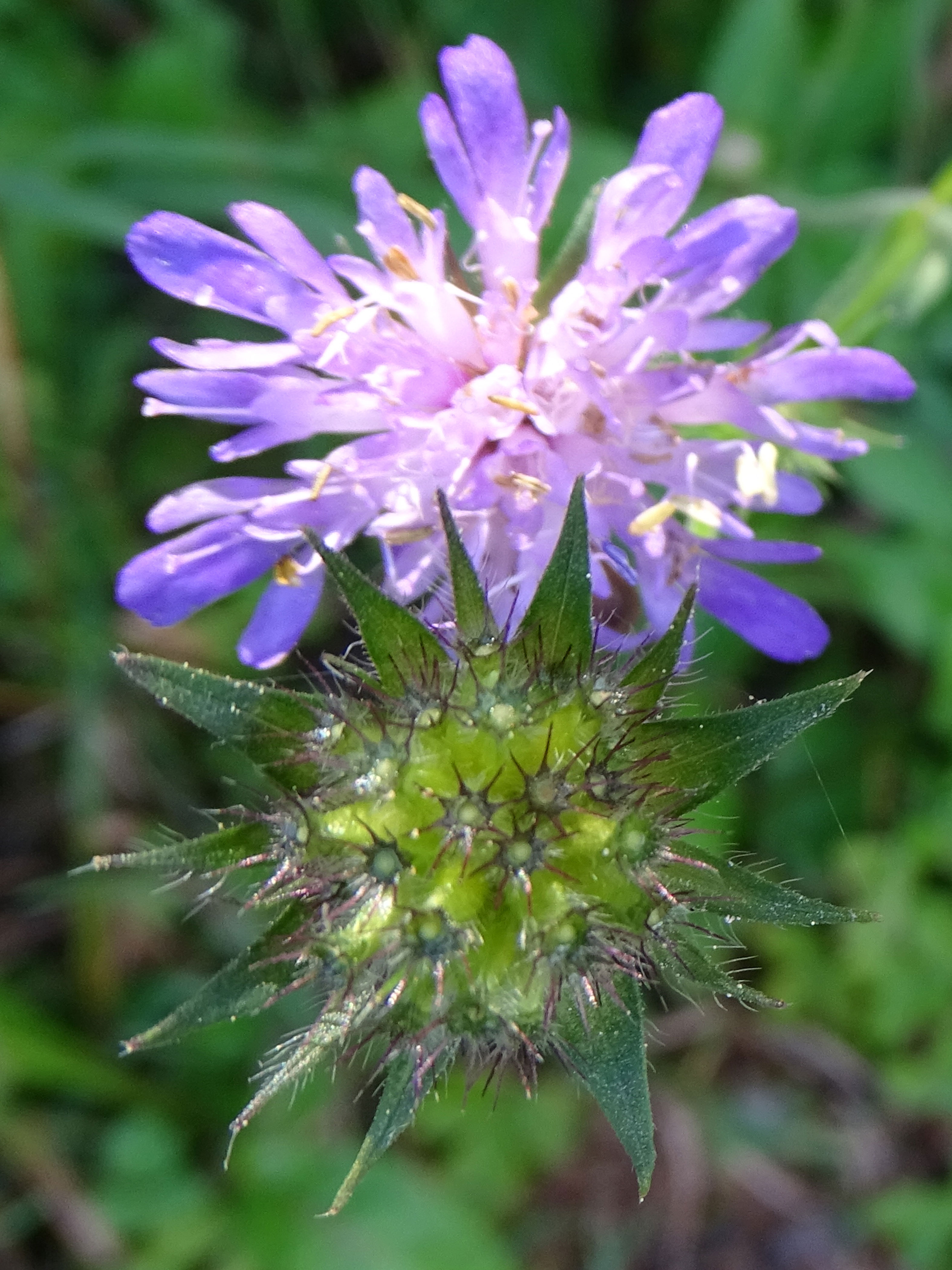 Wald-Witwenblume / Knautia dipsacifolia