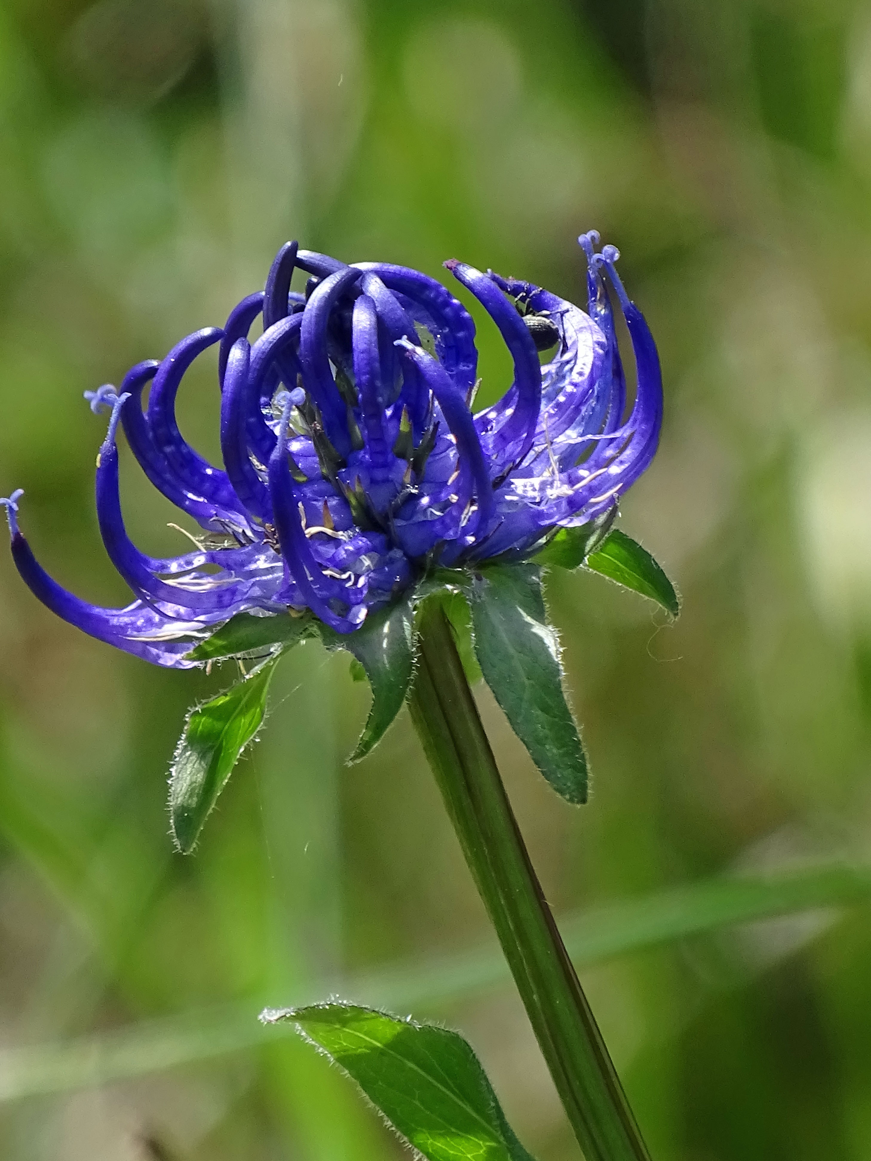 Kugelige Teufelskralle / Phyteuma orbiculare