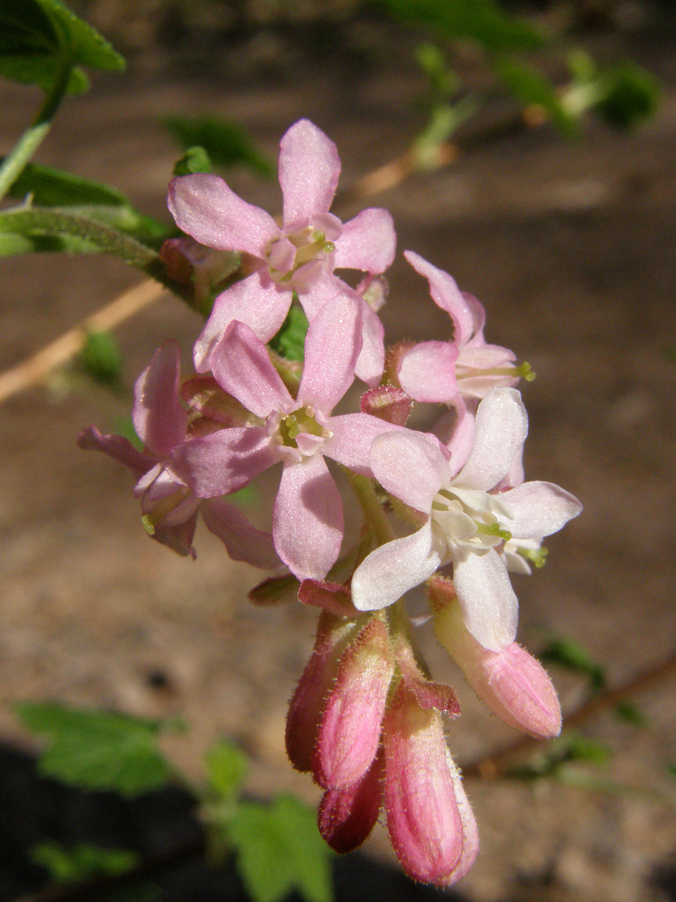 Schwarze Johannisbeere / Ribes nigrum