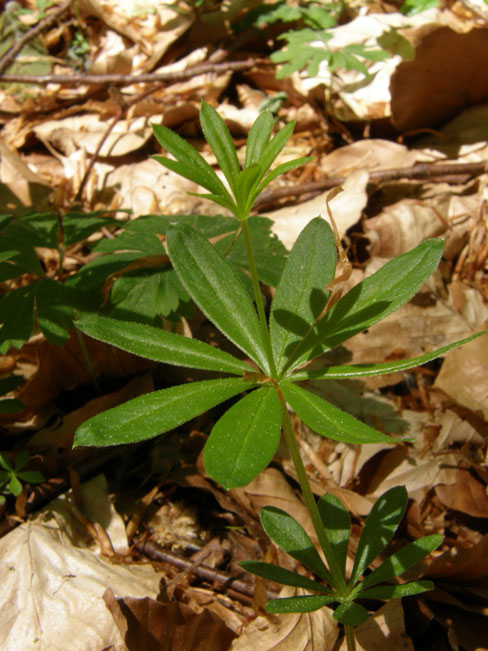 Waldmeister / Galium odoratum