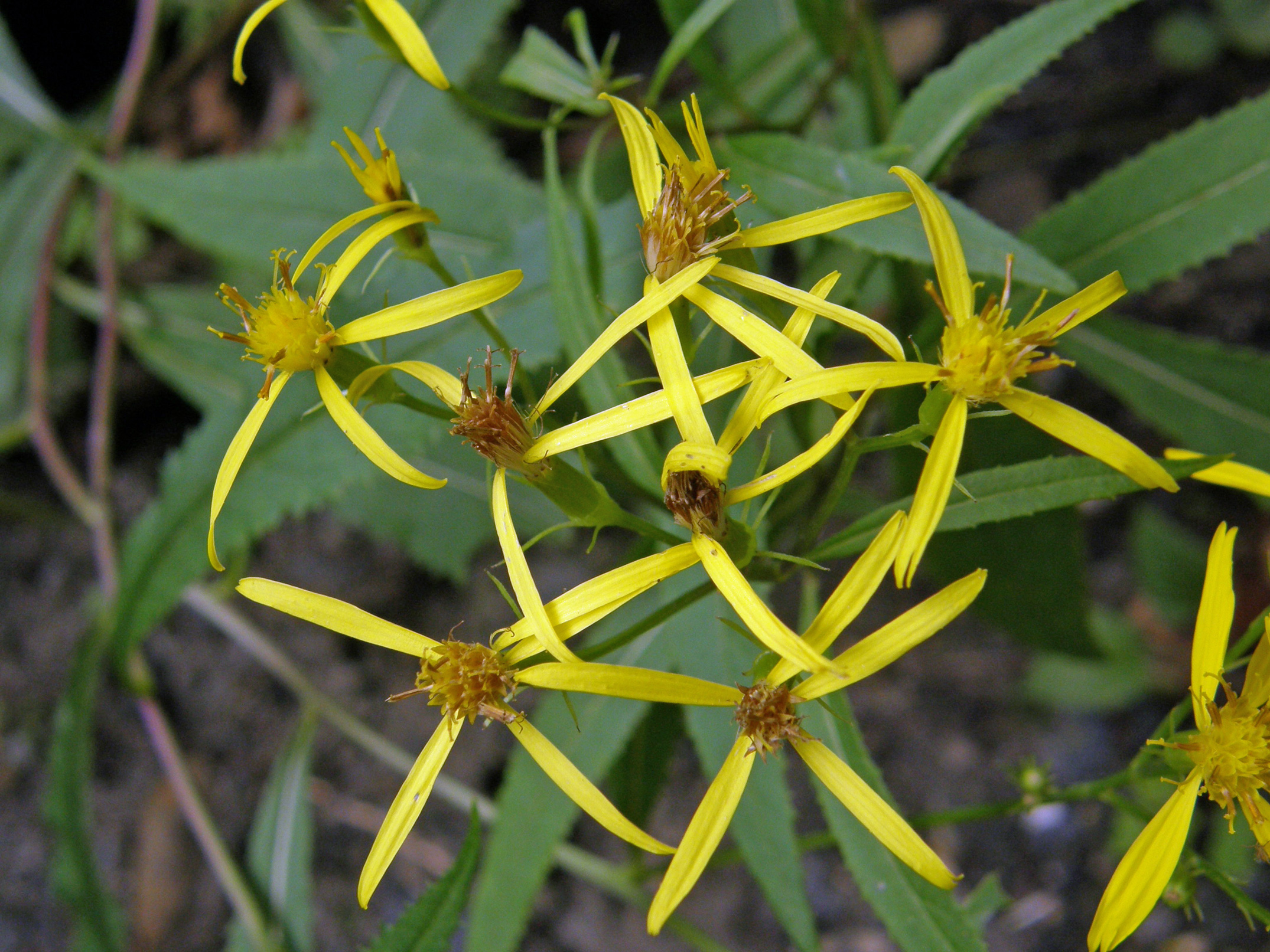 Deutsches Greiskraut / Senecio germanicus