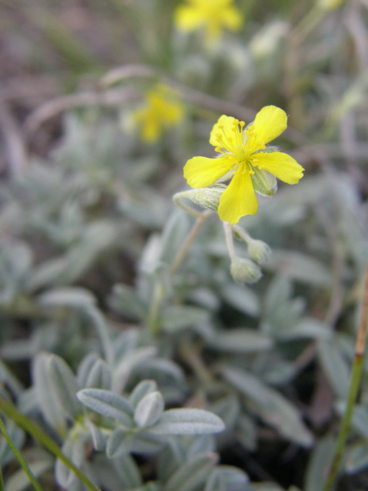 Graues Sonnenröschen / Helianthemum canum