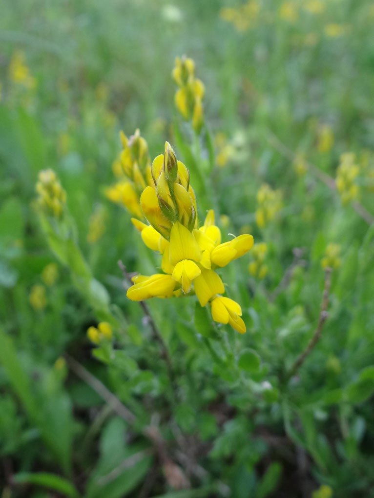 Deutscher Ginster / Genista germanica