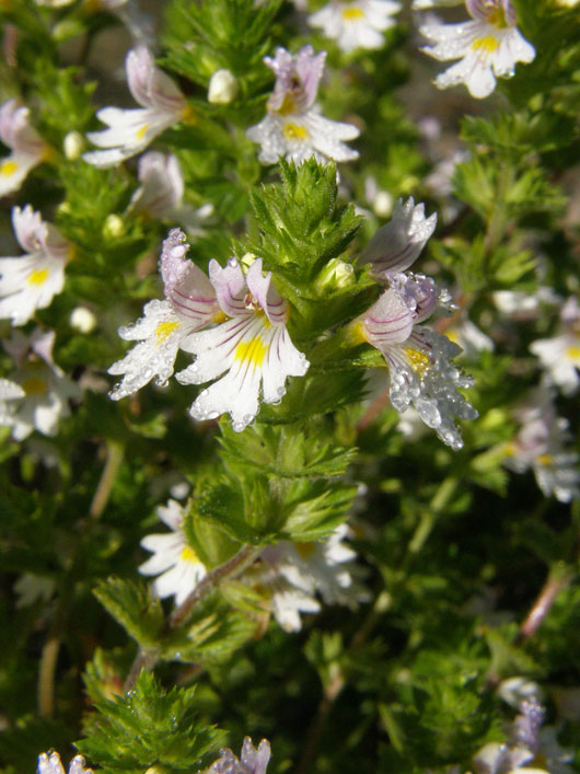 Gewöhnlicher Augentrost / Euphrasia officinalis