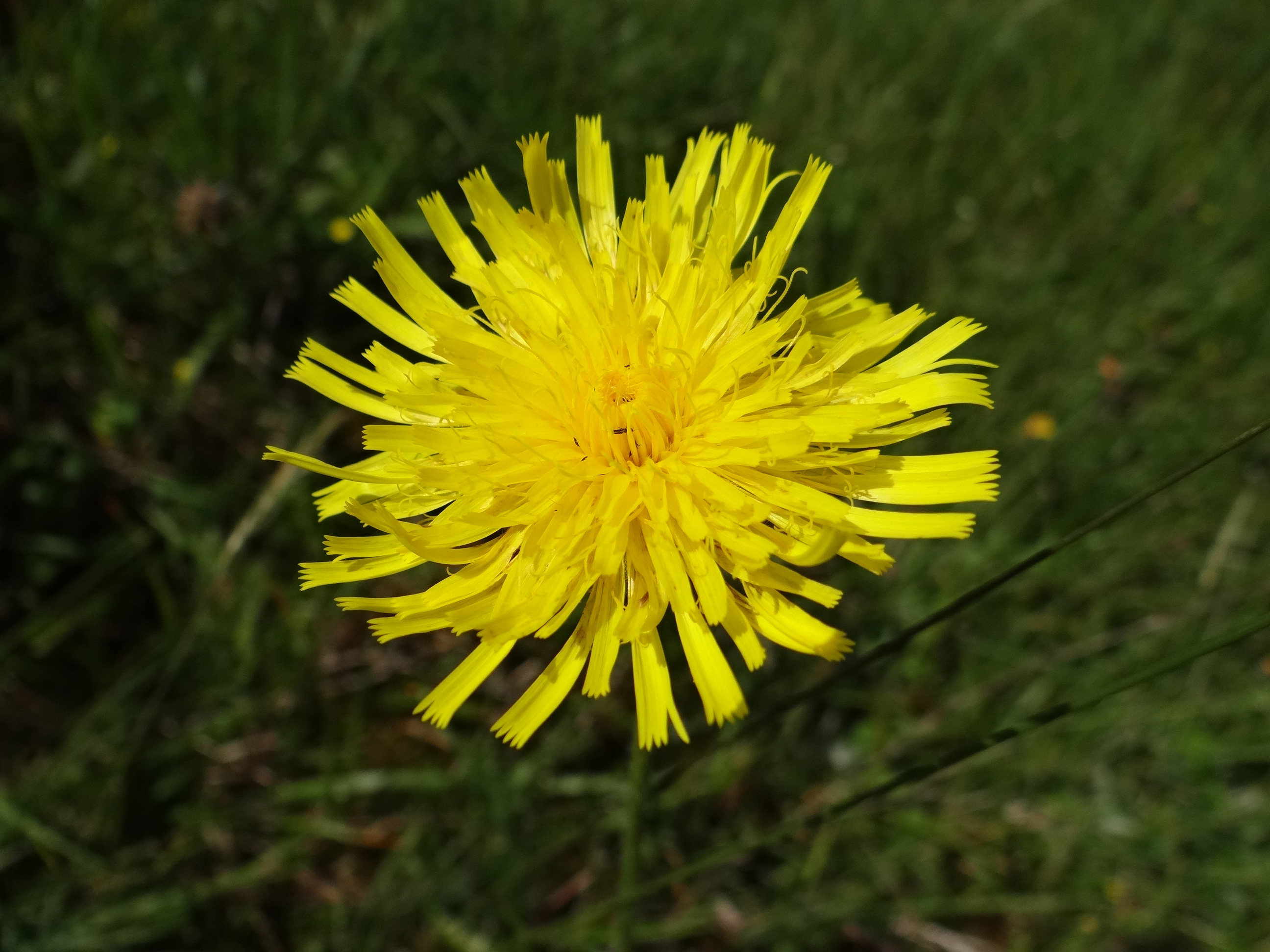 Grauer Löwenzahn / Leontodon incanus