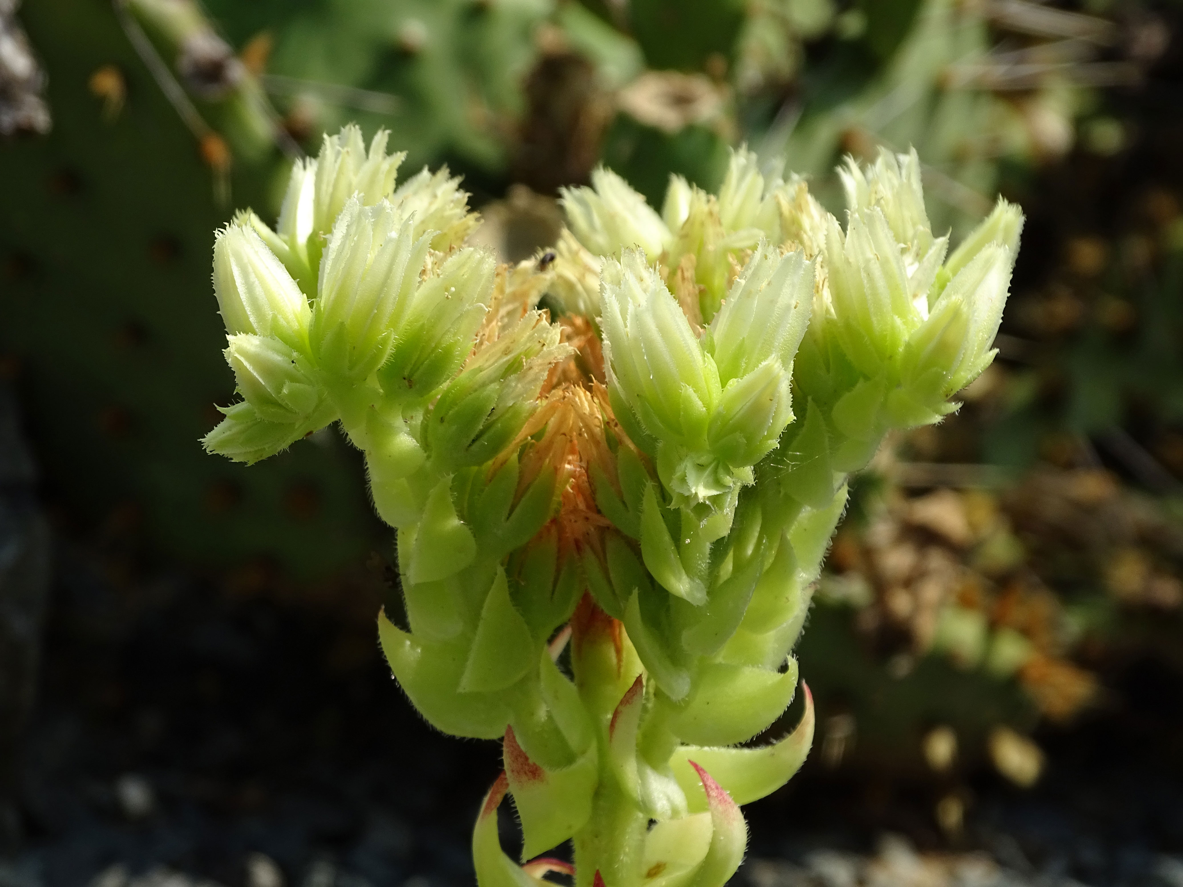 Echte Hauswurz / Sempervivum tectorum