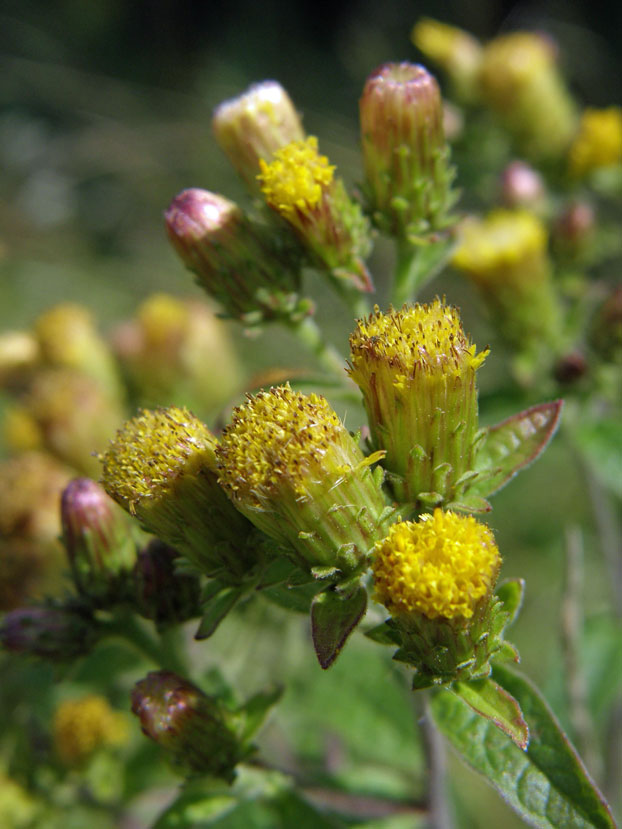 Dürrwurz / Inula conyzae