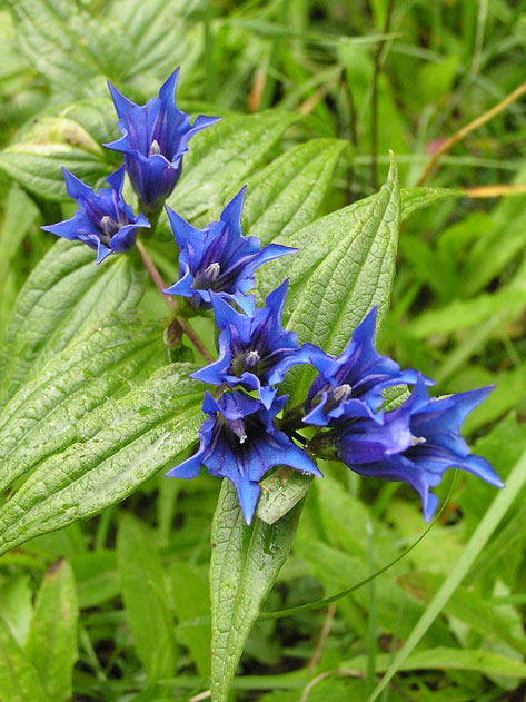 Schwalbenwurz-Enzian / Gentiana asclepiadea