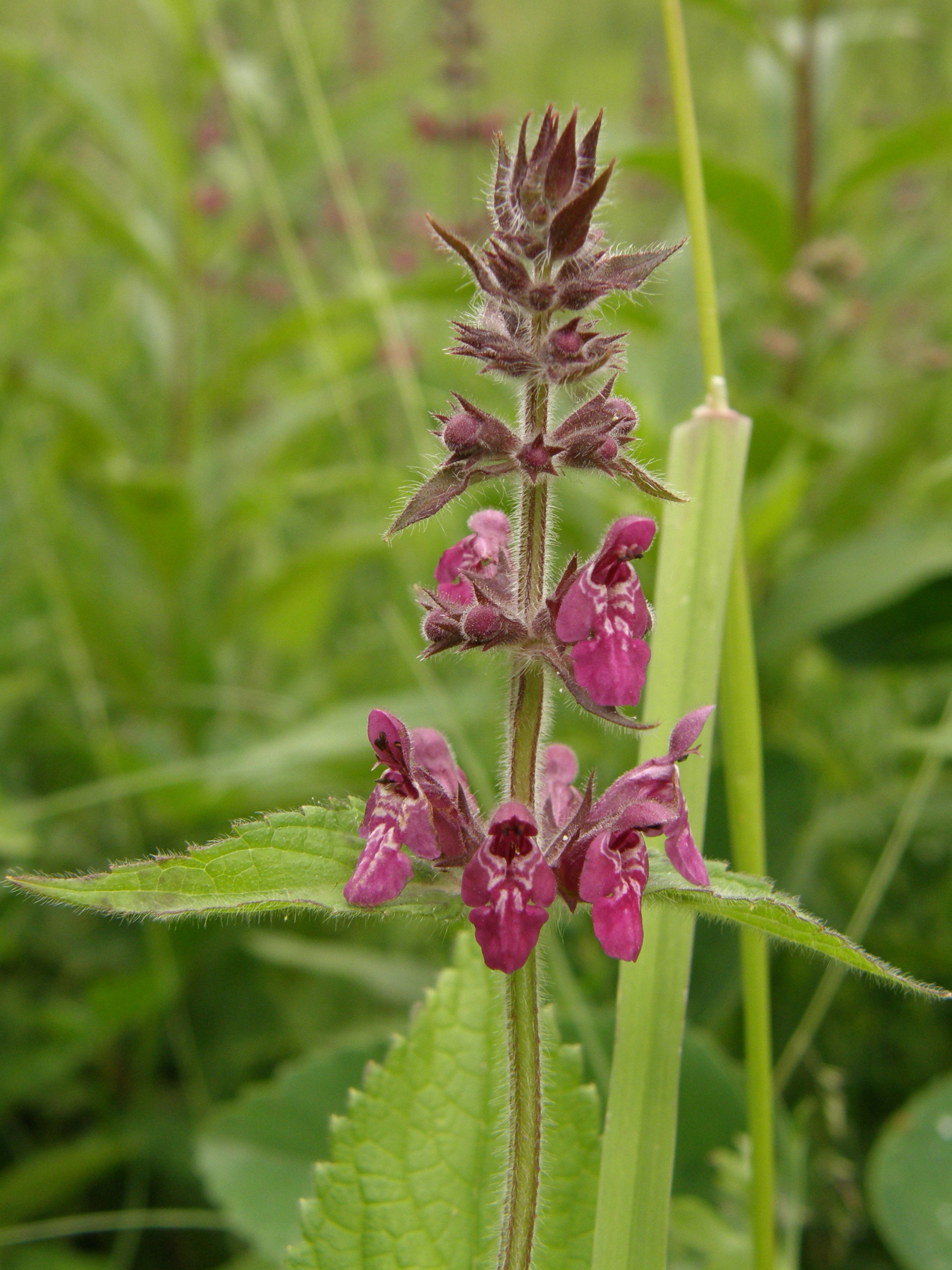 Wald-Ziest / Stachys sylvatica