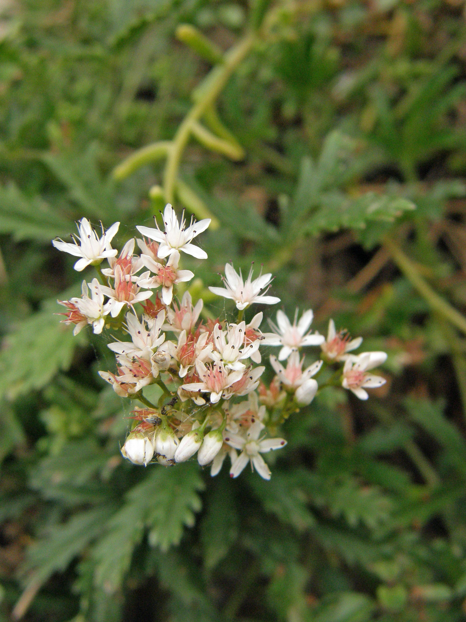 Dickblatt-Fetthenne / Sedum dasyphyllum