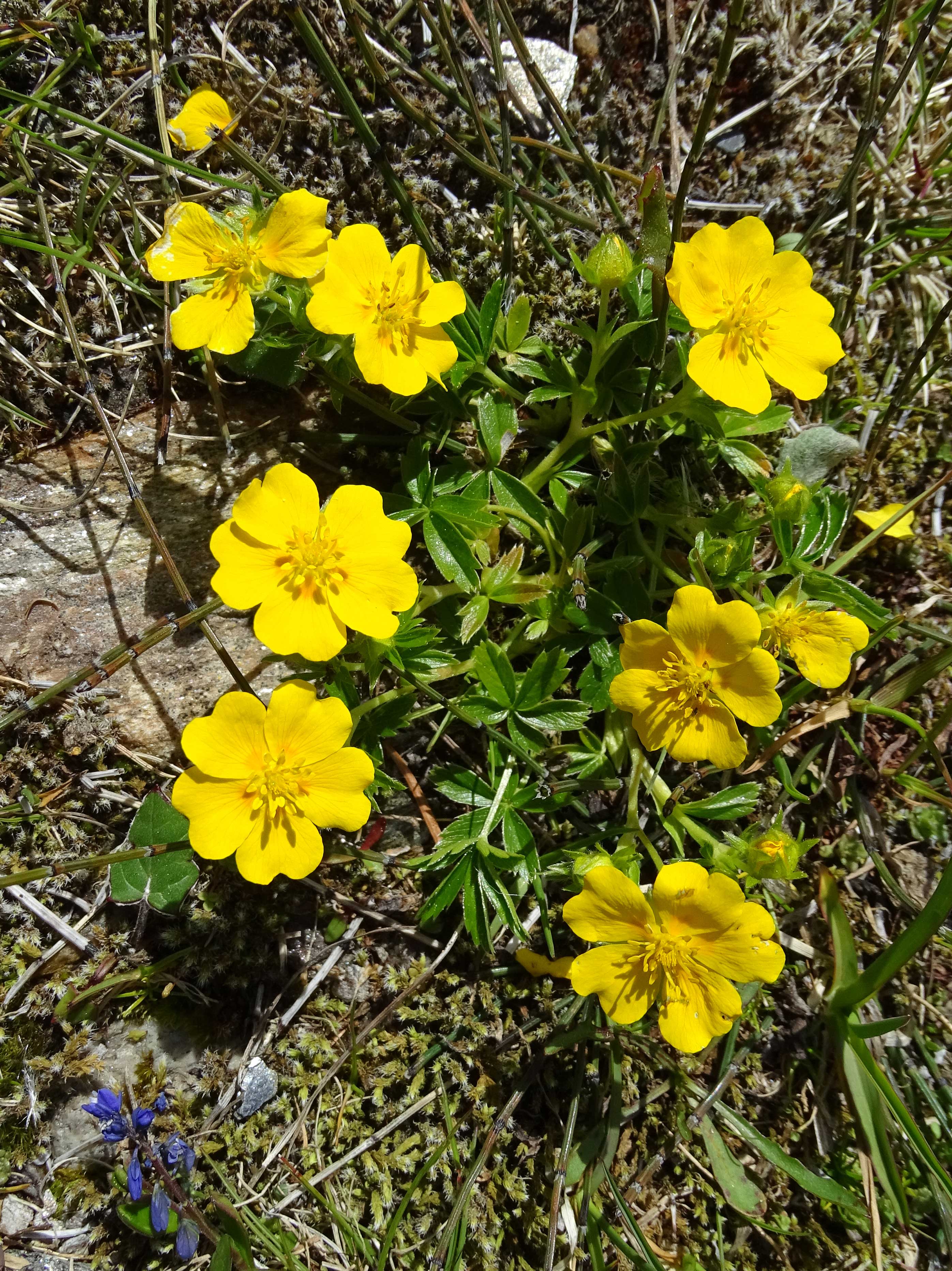 Gold-Fingerkraut / Potentilla aurea