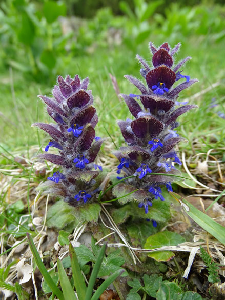 Pyramiden-Günsel / Ajuga pyramidalis