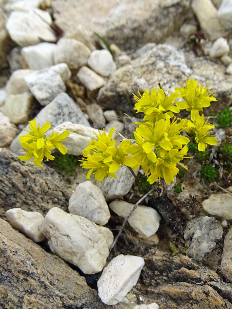 Immergrünes Felsenblümchen / Draba aizoides