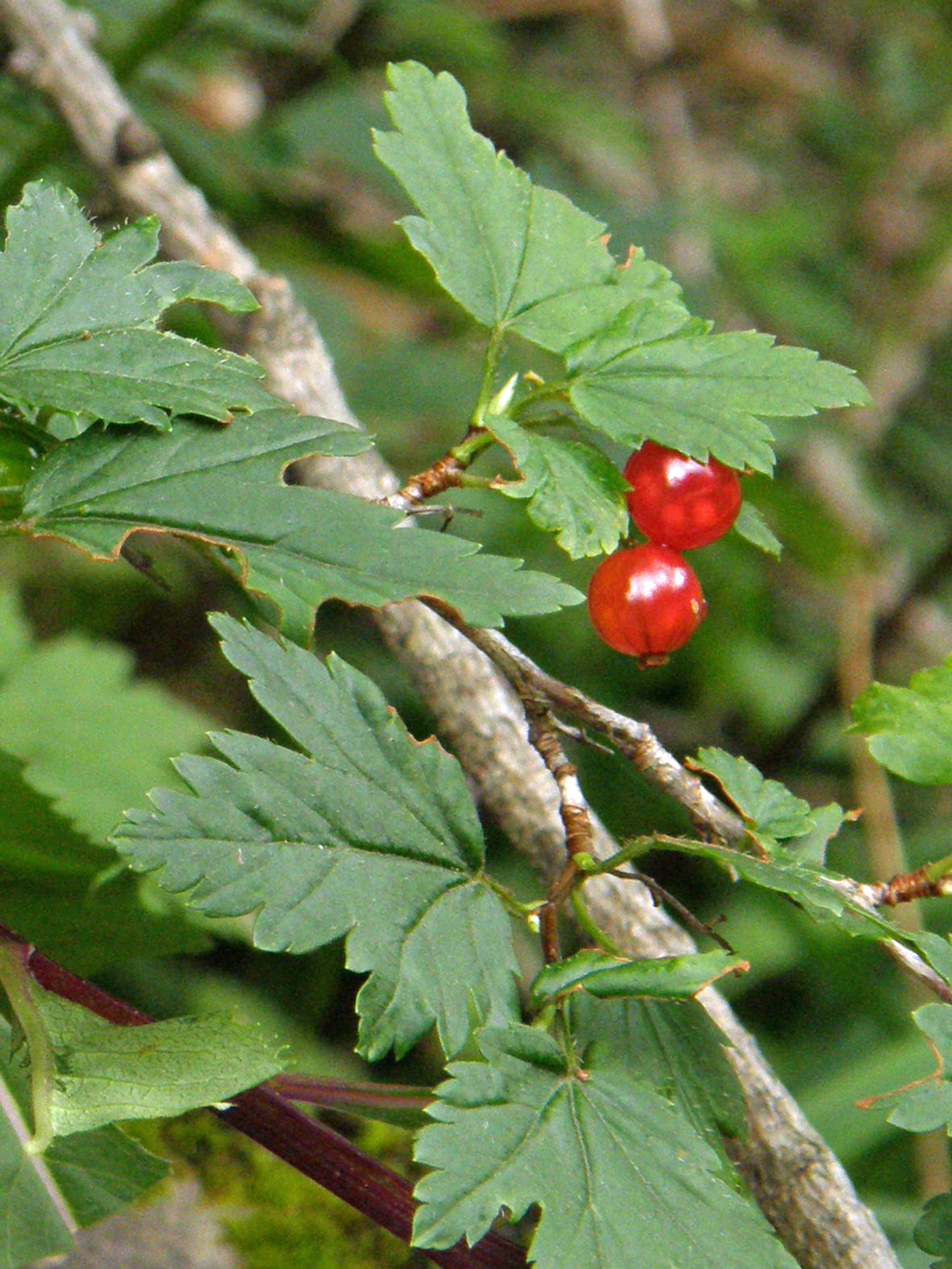 Alpen-Johannisbeere / Ribes alpinum