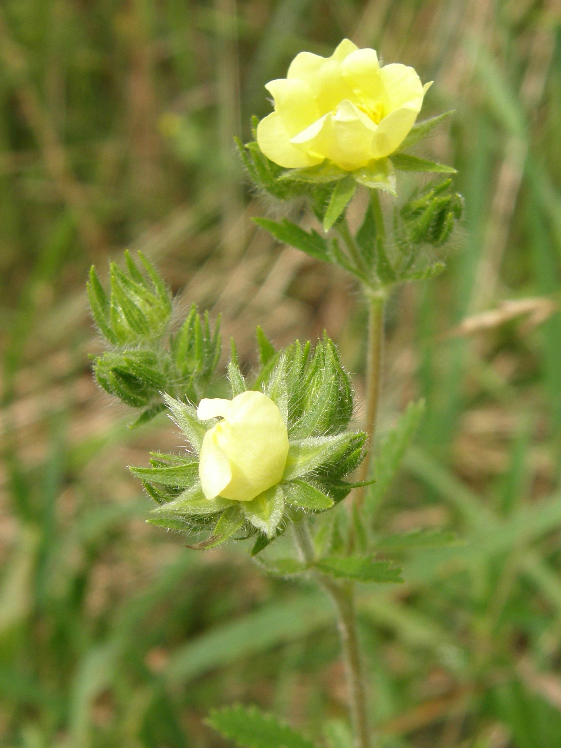 Norwegisches Fingerkraut / Potentilla norvegica