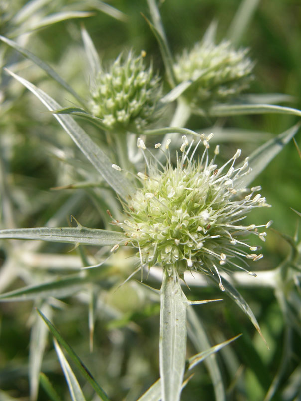 Feld-Mannstreu / Eryngium campestre